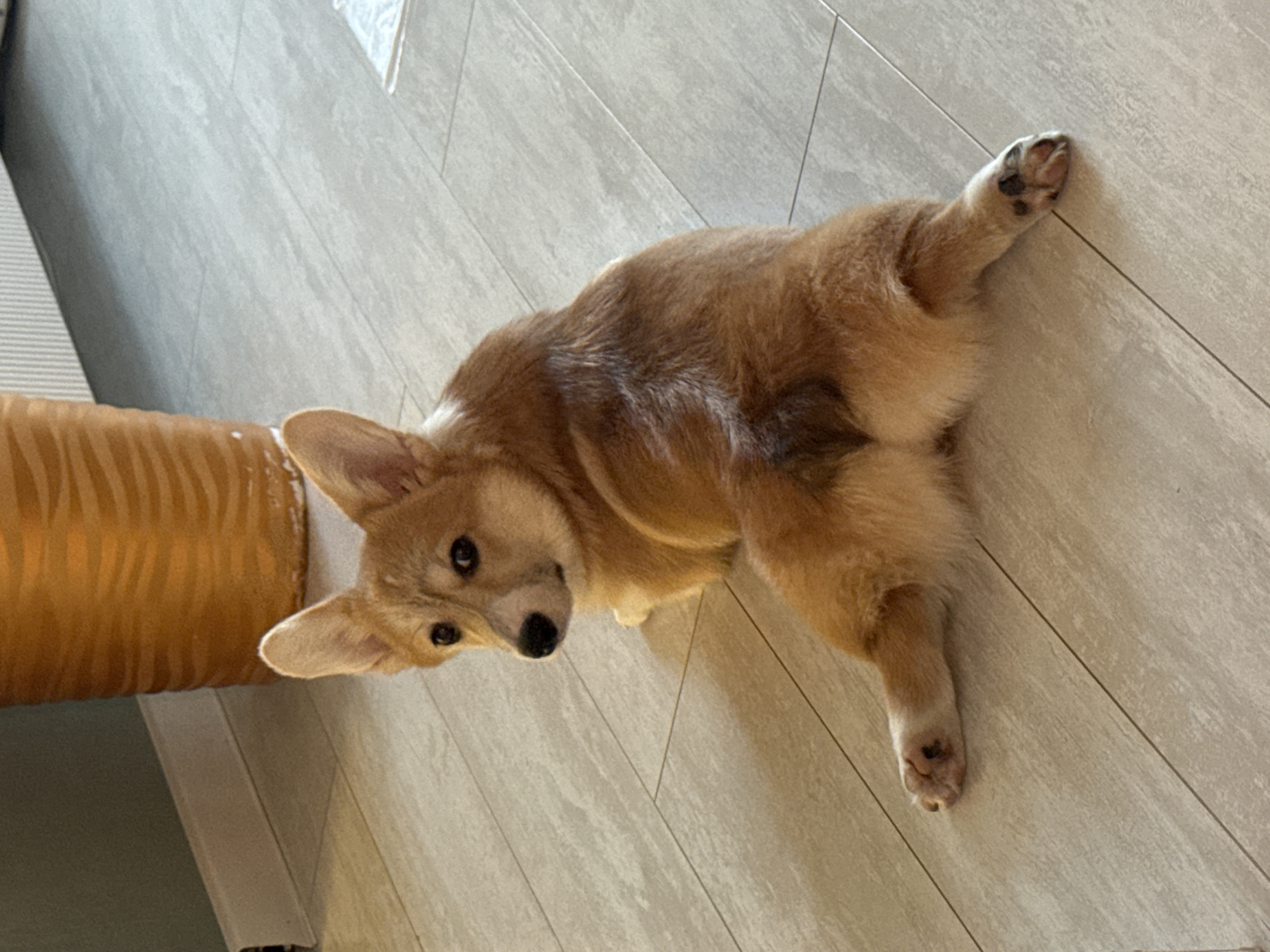 A corgi puppy is lying on its side on a tile floor, looking up at the camera. The puppy is mostly light brown with white markings. The floor is light gray with a tile pattern. In the left background is a gold-colored object. The location is unknown and there is no evidence to suggest it is in Chaikovsky, Russia.
