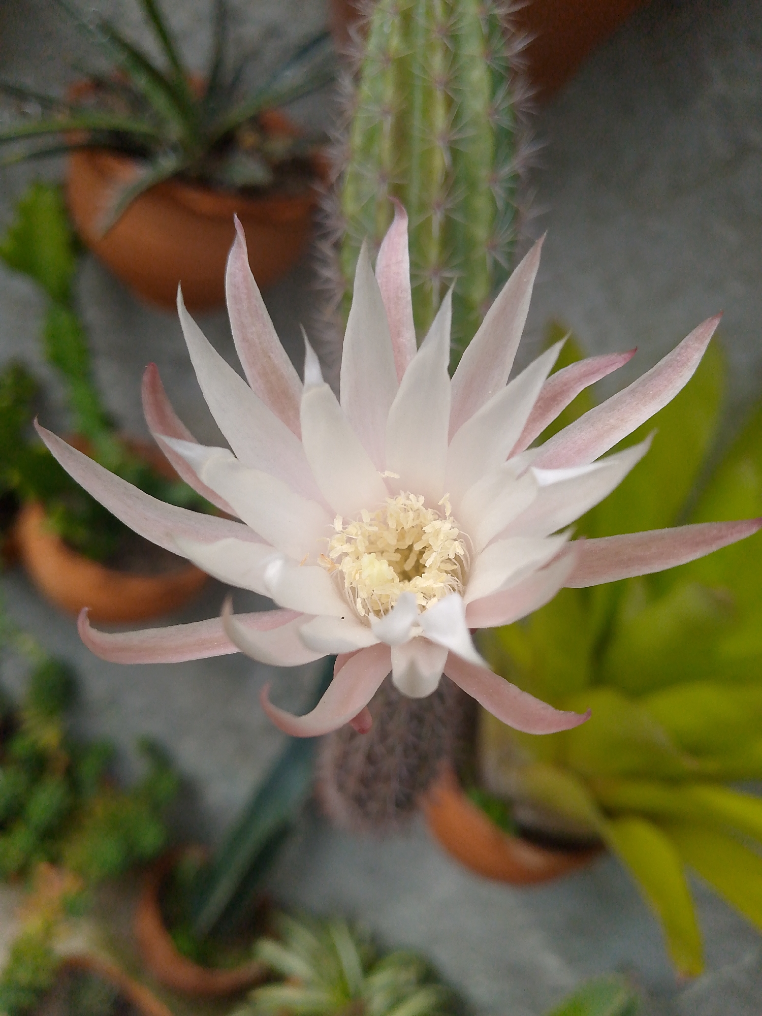 This is a medium, angled close-up shot of a cactus flower in bloom, positioned centrally in the frame, likely taken in Tinaquillo, Venezuela. The flower is predominantly white with a subtle pink hue at the petal tips and base, with a yellow stamen. The background features various potted plants, including a blurred cactus directly behind the flower, and other succulents in terracotta pots. The surface is a light gray, possibly concrete. The lighting is diffused, indicating an overcast day or indoor setting. There are no people visible in the frame. The scene is a still life composition focusing on the beauty of the cactus flower.