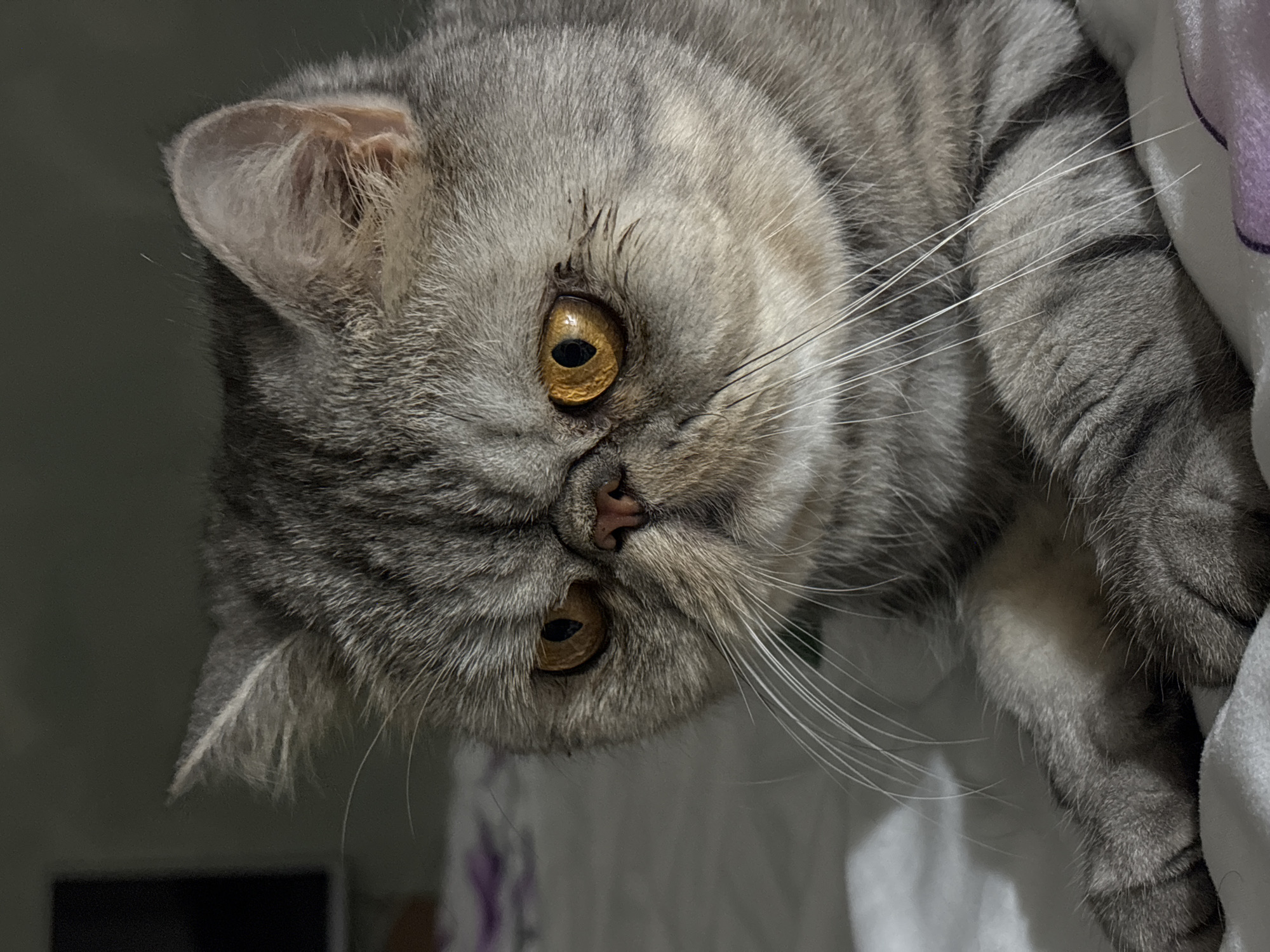 The image shows a close-up of a gray tabby cat with amber eyes. The cat is lying down, with its head tilted downward towards the viewer. The cat's fur is short and dense, with distinct stripes. The background is blurry and appears to be a white and purple fabric. There is no information in the image to suggest it was taken in Chaikovsky, Russia.