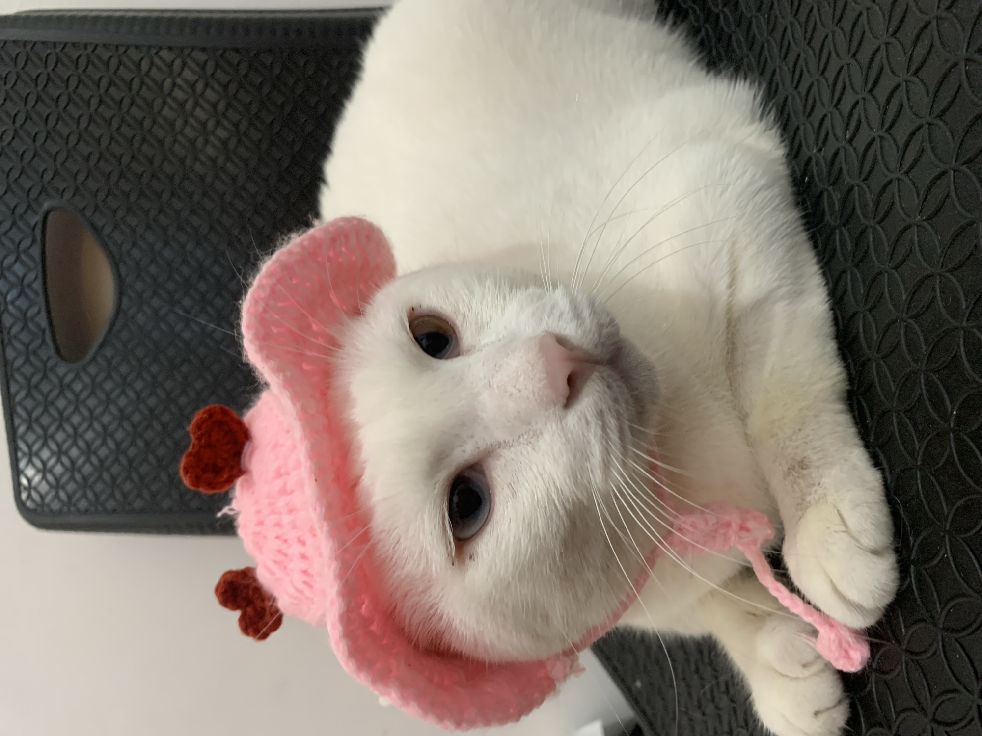A white cat is wearing a pink crocheted hat with two red hearts on top. The cat has heterochromia, with one blue eye and one brown eye. It is lying down on a black textured surface, possibly a chair or mat. The background is blurred but appears to be indoors. The image was taken in Sukawati, Indonesia.