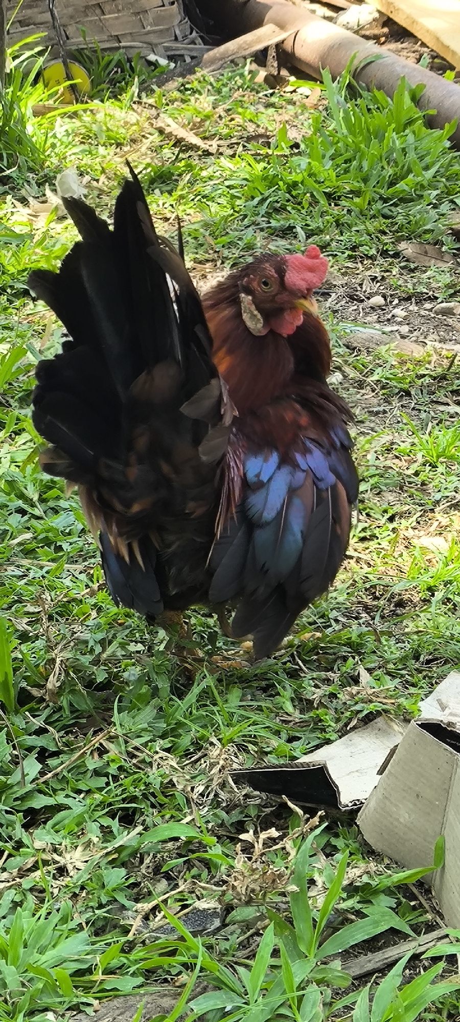 A rooster with dark brown and iridescent blue feathers stands on grass in Aluebutuha, Indonesia. Its comb is bright pink, and its wattles are pale. The background shows dry leaves, dirt, and some cardboard boxes.