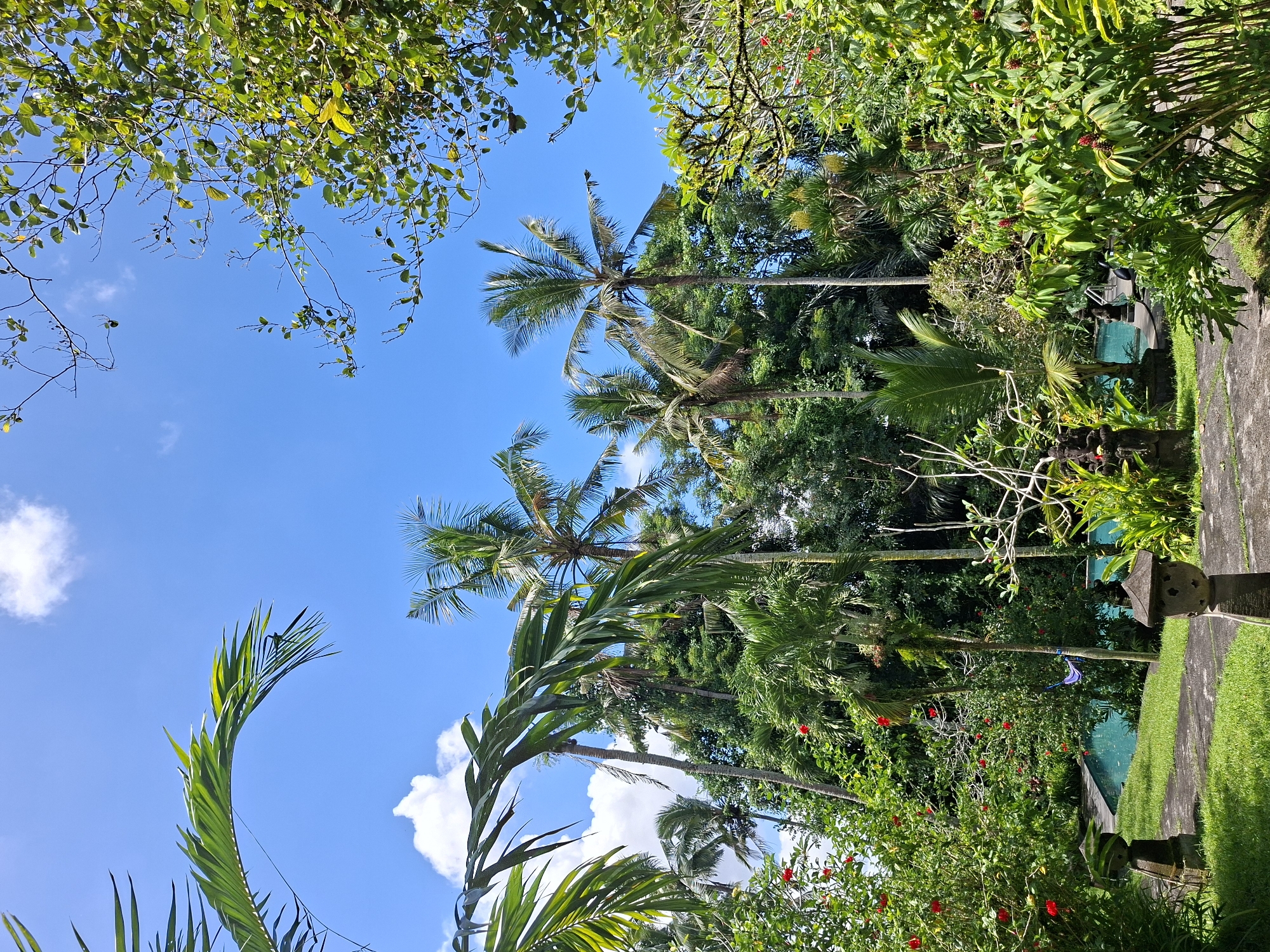 The image depicts a tropical scene in Ubud District, Indonesia. Lush vegetation fills the frame, dominated by palm trees reaching towards a clear blue sky with scattered clouds. Various shades of green are present, indicating diverse plant life. A paved path borders the right side of the image, with grass growing alongside. A glimpse of a turquoise pool can be seen amidst the foliage. Red flowers are visible on some of the plants. The overall impression is that of a tropical paradise or a garden.