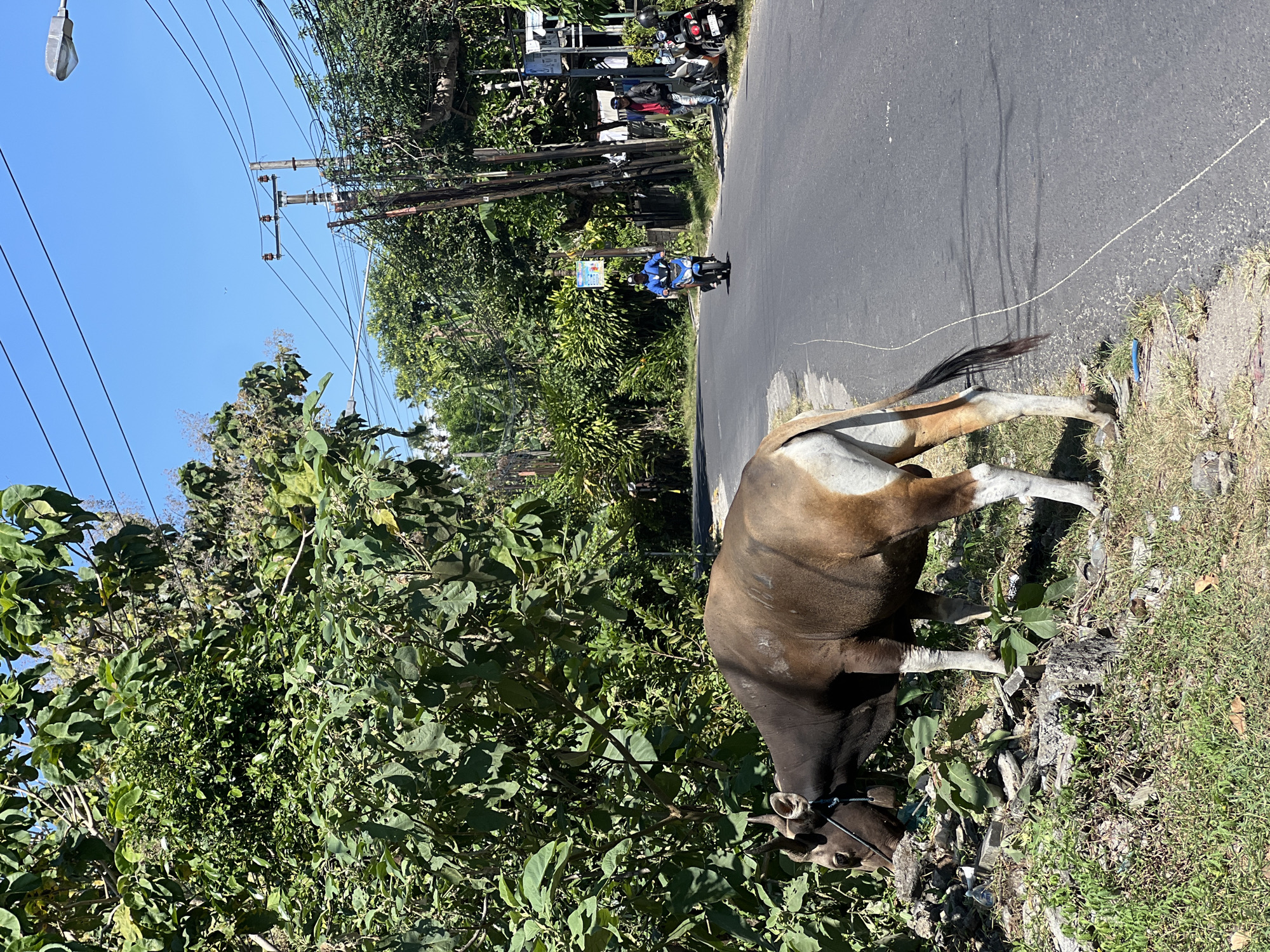 The image, rotated 90 degrees counter-clockwise, depicts a bright, sunlit street scene in a rural or semi-urban area, consistent with Kuta Selatan, Indonesia.
The main subject is a large, healthy cow, predominantly brown with white patches on its legs and underbelly, grazing on green foliage by the roadside. It has small horns and is tethered by a white rope attached to its head, extending off-frame. Its dark, bushy tail is visible near the edge of the asphalt road.
The road is dark asphalt, showing some light scuff marks. Further down the road, a person wearing a blue shirt is riding a blue motorbike away from the viewer. In the distance, several other motorbikes are parked on the side of the road, partially hidden by dense green vegetation. A small, light blue sign is present near the parked motorbikes, but its text is illegible.
Overhead, a clear, vibrant blue sky is visible, crisscrossed by numerous electrical or communication lines connected to several wooden utility poles. A single street lamp hangs in the upper left of the frame. Lush green trees and bushes line both sides of the road and fill the background, indicating a tropical environment.
The bright sunlight and clear blue sky suggest it is a sunny day, likely morning or early afternoon. The scene portrays an ordinary day with local transport and livestock coexisting along the public thoroughfare.