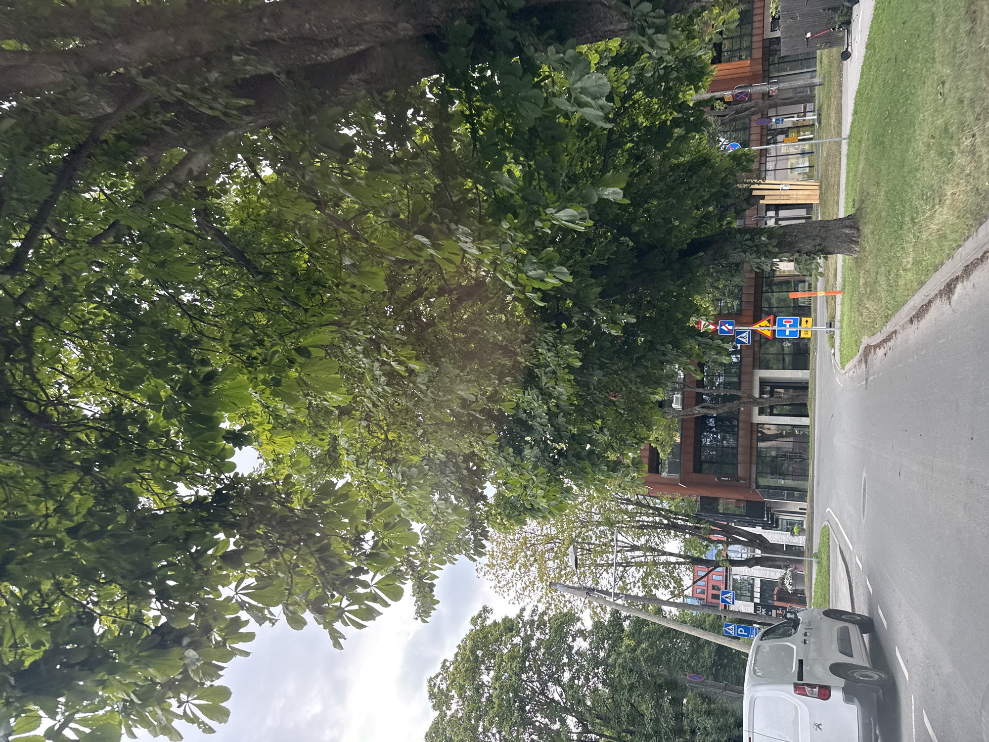 The image depicts a street scene with a large tree in the foreground, its branches and green leaves partially obscuring the view. The tree trunk is on the right side of the frame. Across the road, modern buildings with glass facades and wooden accents are visible. A white van is parked on the left side of the road. Several traffic signs are present, including a parking sign, pedestrian crossing signs, and speed limit signs. The road is paved, and there is a grassy area with some bushes and a fence. The sky is overcast. The overall impression is an urban environment with lush greenery.