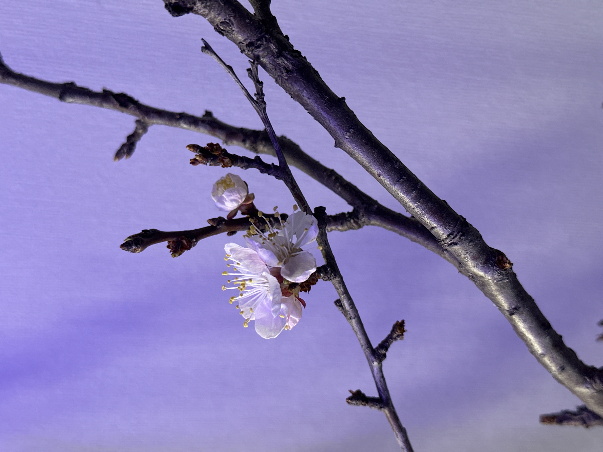 This image, captured in Kazan, Russia, depicts a close-up, matter-of-fact view of a segment of a deciduous tree branch in bloom. The primary subject is a dark brown, textured branch with multiple smaller offshoots and nodes. Positioned on a thinner twig extending from the main branch, a single fully open flower is visible, characterized by five to six white to light pink petals and prominent yellow anthers. Adjacent to this flower, a second, partially opened blossom or tight cluster of florets is present. Several unopened, ovate brown buds are also evident along various points of the branch. The entire scene is set against a uniformly illuminated, plain light purple background, suggesting either a studio setup or an indoor environment with specific lighting. No individuals, animals, or other distinguishing environmental features are present beyond the botanical elements and backdrop.
