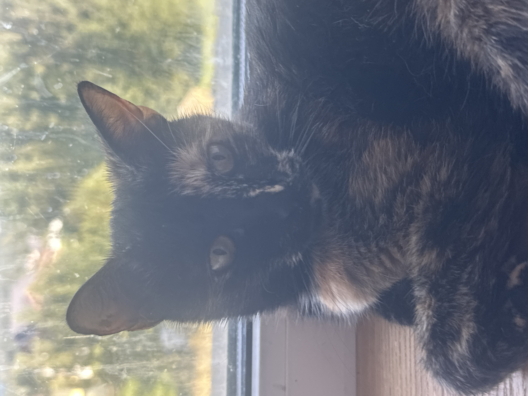 A close-up shot captures a tortoishell cat resting on a wooden surface. The cat is positioned in front of a window, with its body partially obscured by the frame. Its fur displays a mix of black, brown, and orange patches. The cat's face is turned towards the camera, revealing its eyes and whiskers. The background is out of focus, showing the blurred shapes of trees and foliage, suggesting an outdoor environment. The image appears to be taken indoors, by a window, in Nikolskoye, Russia.