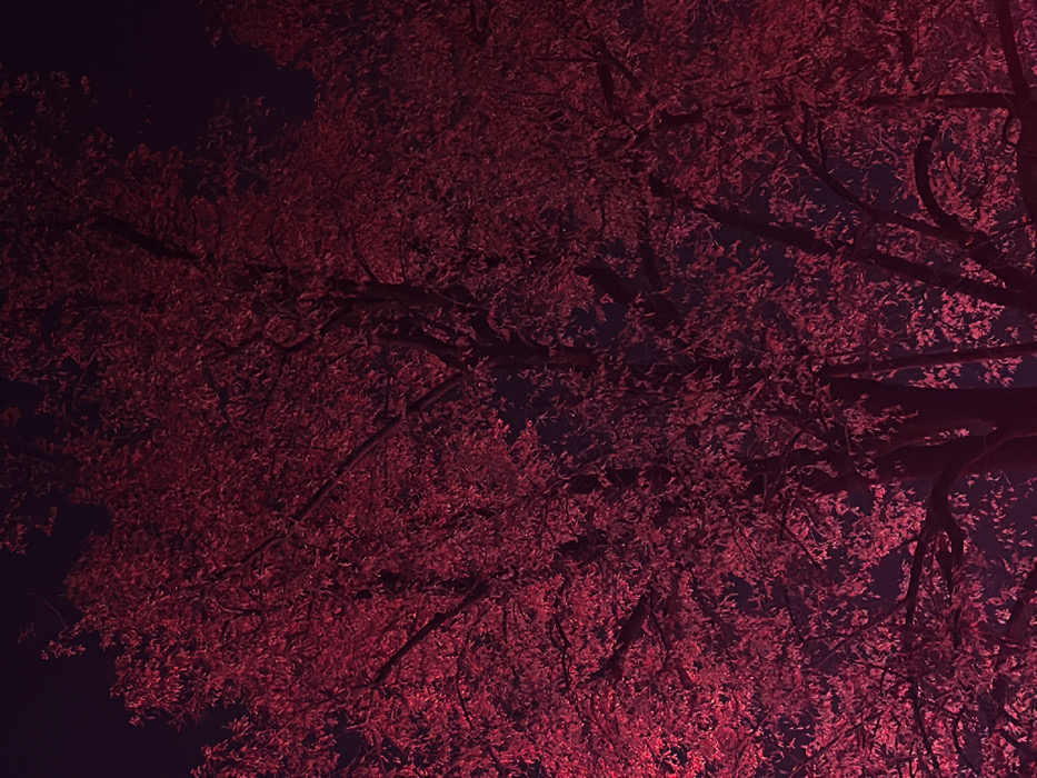 A dense canopy of dark red leaves fills the frame, interwoven with dark, silhouetted branches. The image is shot from below, looking up into the tree, with glimpses of a dark, almost black sky visible in the spaces between the foliage. The lighting casts an intense, monochromatic red hue over the leaves, creating a surreal and somewhat ominous atmosphere.