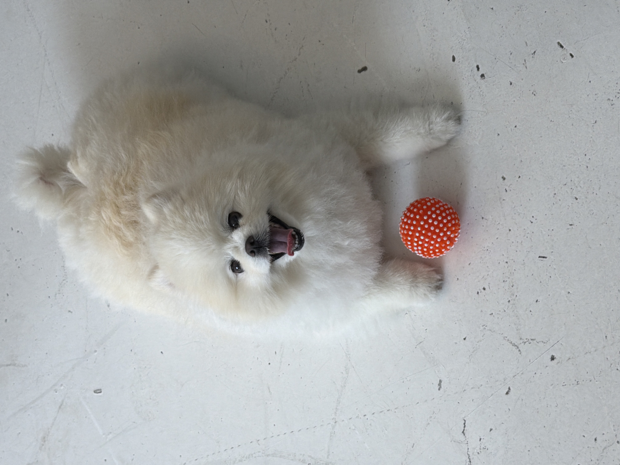 A white Pomeranian dog lies on its back on a textured, light gray surface, likely a floor. The dog's mouth is open, revealing its tongue and teeth. An orange ball with white dots sits beside the dog's paw. The scene is lit brightly, and there is no indication of a specific location in Los Angeles, only that it's in the United States.