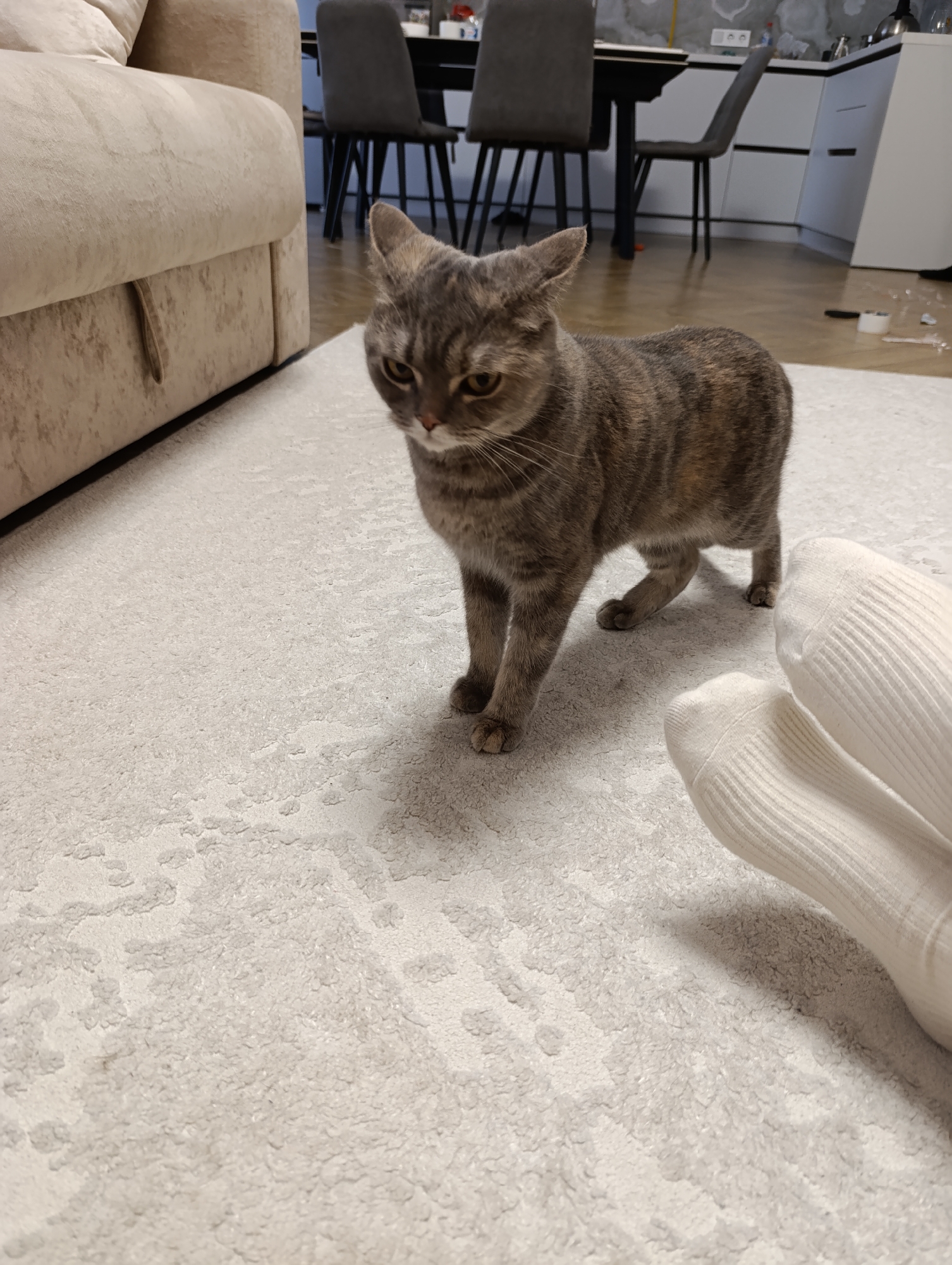 The image depicts a gray tabby cat standing on a light-colored patterned rug indoors. Part of a beige sofa is visible to the left. In the background are several gray dining chairs and a table, with a white countertop or cabinet behind them. A pair of feet wearing white socks are present in the lower right corner of the frame. There are rolls of tape on the floor in the background. The specific location is not identifiable from the image alone.