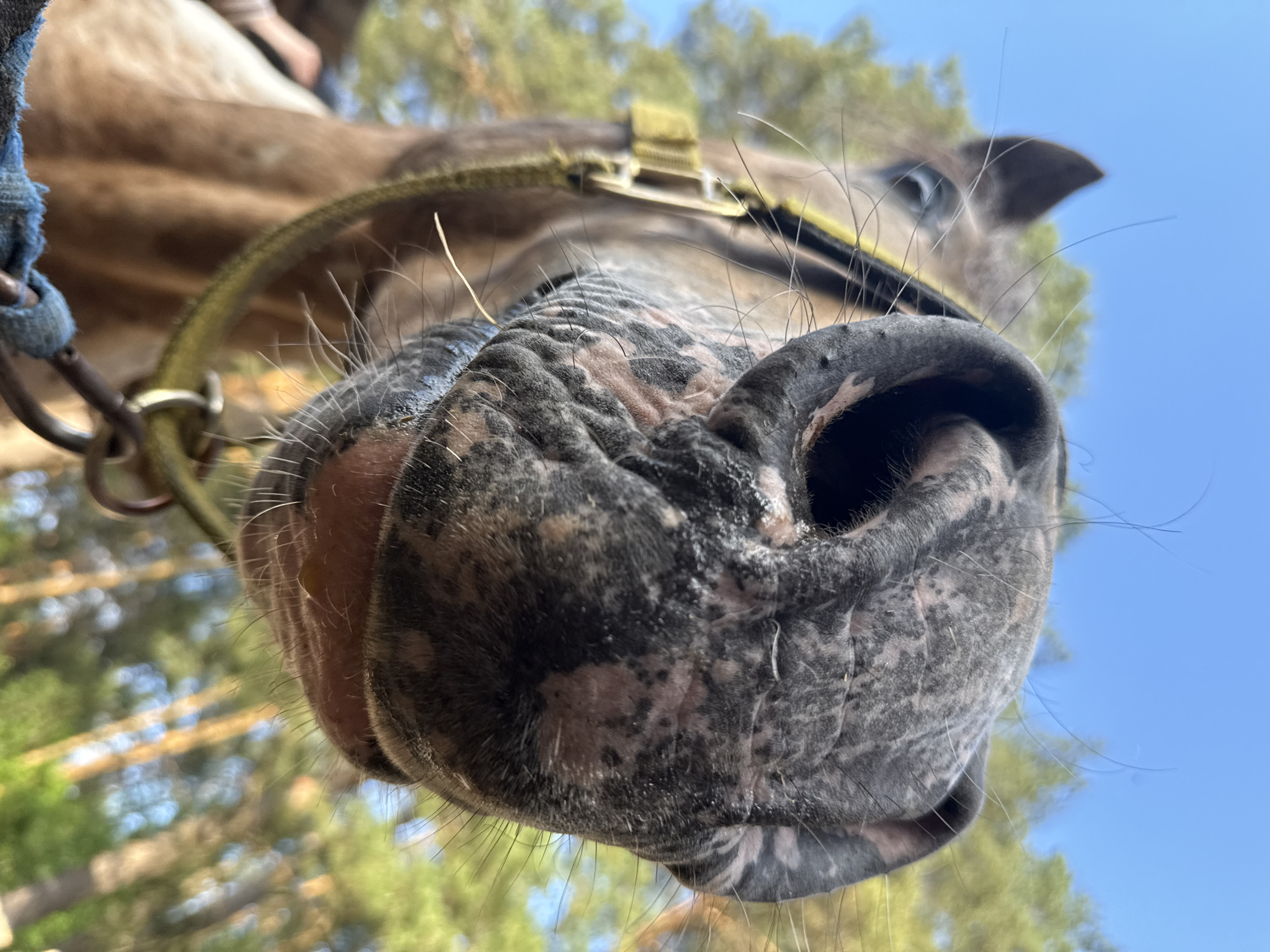 This is a close-up, low-angle photograph of a horse's muzzle. The horse has a dark, mottled muzzle with visible whiskers. A portion of a yellow halter and part of a bridle are visible around the horse's head. The background consists of blurred green trees and a bright blue sky, suggesting an outdoor setting. The image is taken from the perspective of someone looking up at the horse, with the muzzle filling most of the frame. The overall scene is detailed and realistic, with a shallow depth of field that emphasizes the horse's features. The location is not specified in the image, so no details about Chaikovsky, Russia can be provided.
