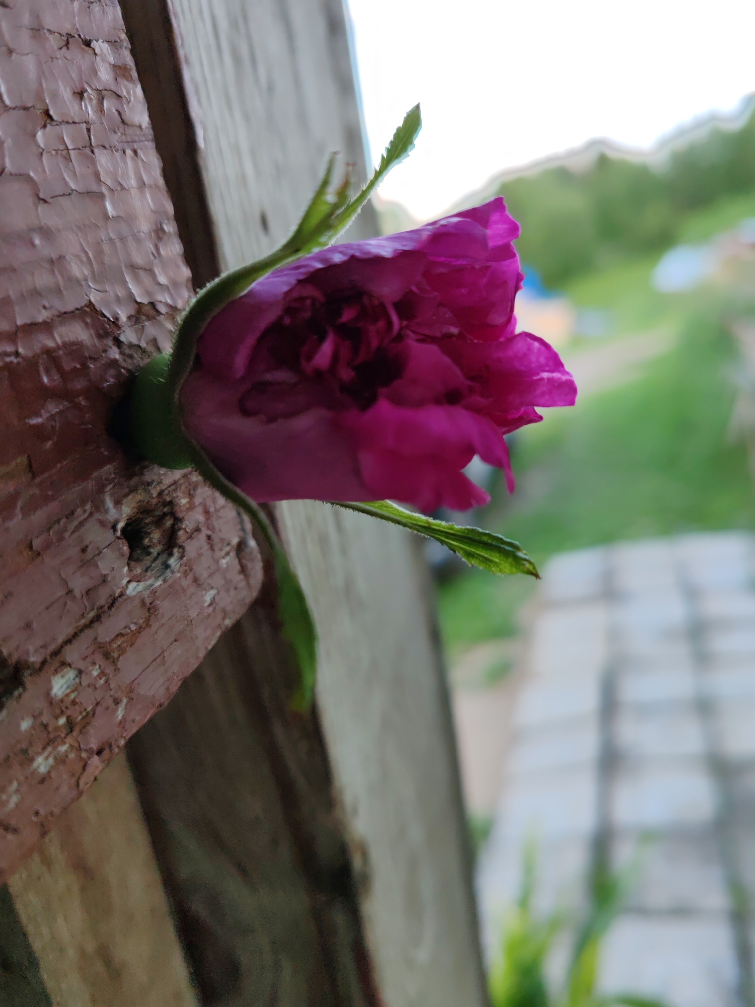 A close-up, vertical shot focuses on a vibrant magenta rosebud emerging from a weathered, cracked wooden surface. The wood, painted a faded reddish-brown, shows significant peeling and texture. The rosebud itself is in profile, its petals tightly furled but showing hints of deep pink within. A slender green stem and a small, serrated leaf are visible, extending from the rosebud and curving downwards.
The background is softly blurred, suggesting an outdoor environment. To the right, a pathway of light-colored rectangular stones recedes into the distance. Beyond the path, a wash of green indicates foliage, with lighter areas suggesting the sky and possibly some distant structures or tents. The overall impression is one of nature's resilience, with the rose bravely growing through the distressed wooden structure. The scene is likely located in an outdoor setting within the city of Chukhlem, Russia, given the context provided. There are no people or animals present in the image.