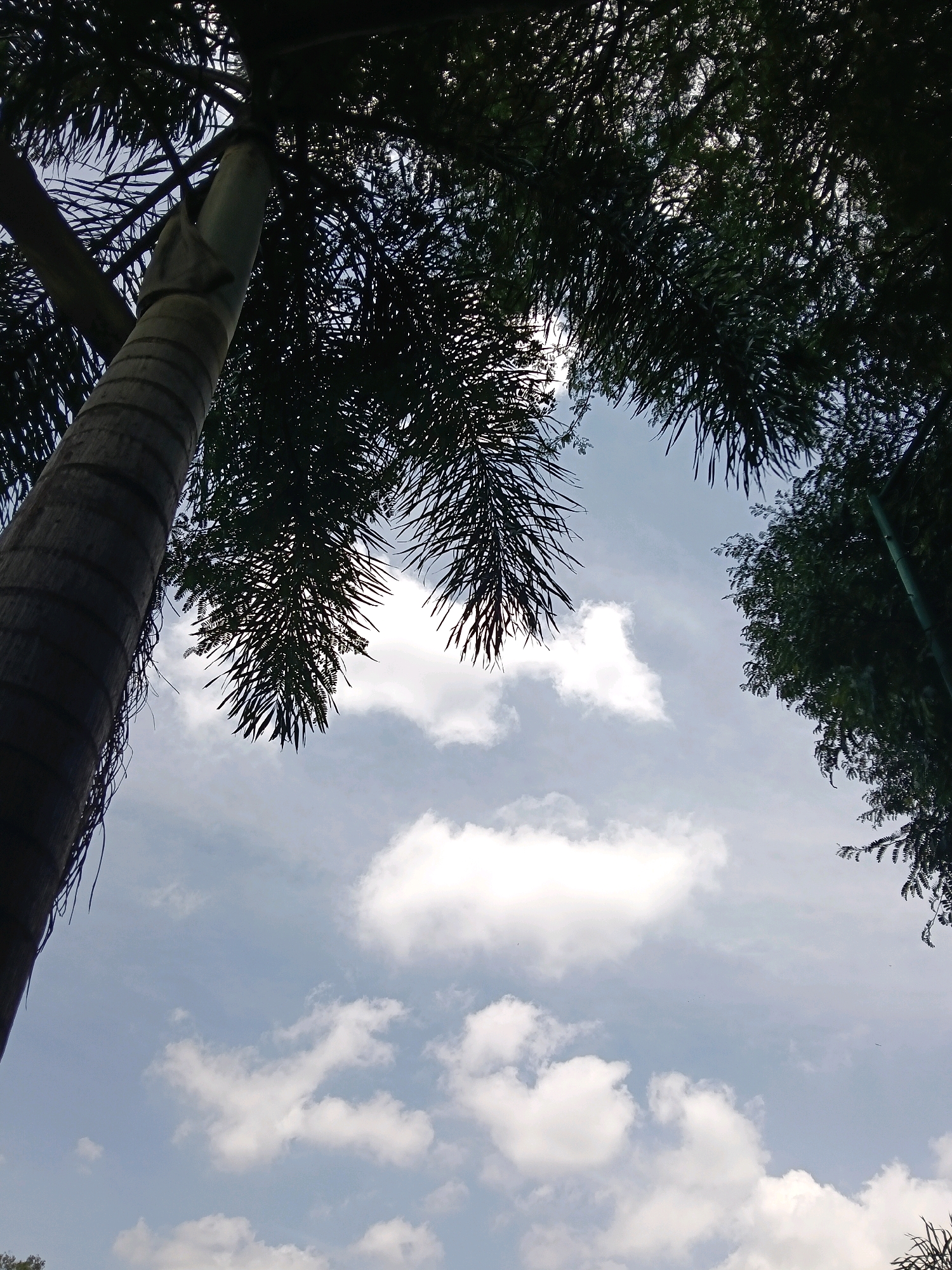 An upward-angle, full-shot photograph shows a partially silhouetted palm tree trunk in the lower left quadrant of the frame. The trunk is thick and gray, with distinct horizontal rings. Above the trunk, the fronds of the palm tree, also silhouetted, extend across the upper portion of the image, obscuring the sky in places. These fronds are dark green and feathery. In the upper right quadrant, the dark green foliage of another tree is visible, with some branches extending into the frame. The sky is a pale blue with scattered white, fluffy clouds. The scene appears to be an outdoor environment, likely a park or garden, in Bengaluru, India, characterized by the presence of tropical vegetation. There are no people or animals visible in the frame.