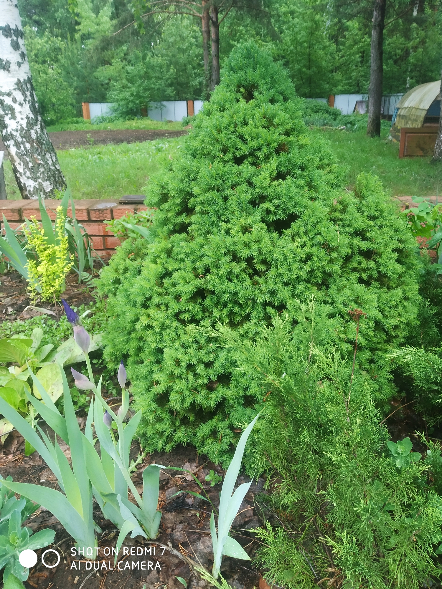 The image depicts a garden scene, likely located in a residential area. A dense, conical evergreen shrub dominates the frame, positioned in a flowerbed. Several other plants are visible, including irises with unopened purple buds. In the background, there's a brick retaining wall near a birch tree with white and black bark. Beyond the flowerbed, a lawn stretches toward a fence and several trees, suggesting the edge of a yard or park. A small, semi-transparent structure is visible in the background as well. The location is identified as Chaikovsky, Russia. There is no indication of people or any specific actions occurring in the scene.