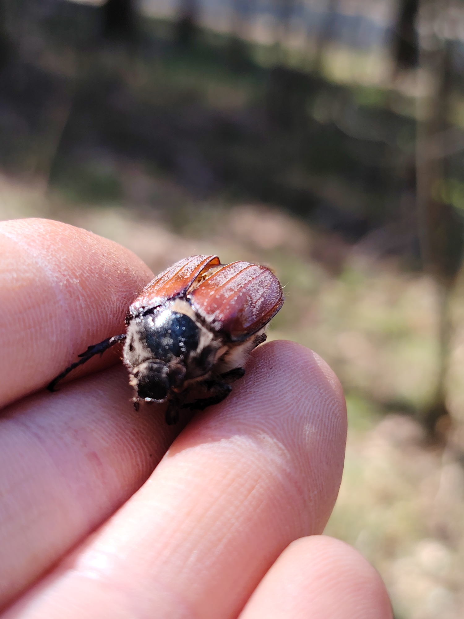 A close-up photograph depicts a May beetle (Melolontha melolontha) resting on a human hand. The beetle's reddish-brown elytra are visible, along with its dark head and hairy thorax. The hand's skin texture, including fingerprints and minor imperfections, is clearly visible. The background is blurred, suggesting an outdoor setting with vegetation, possibly in a wooded area. The location is Chaikovsky, Russia. The subject is a beetle held on a hand. The environment is outdoors, possibly in a park or wooded area.