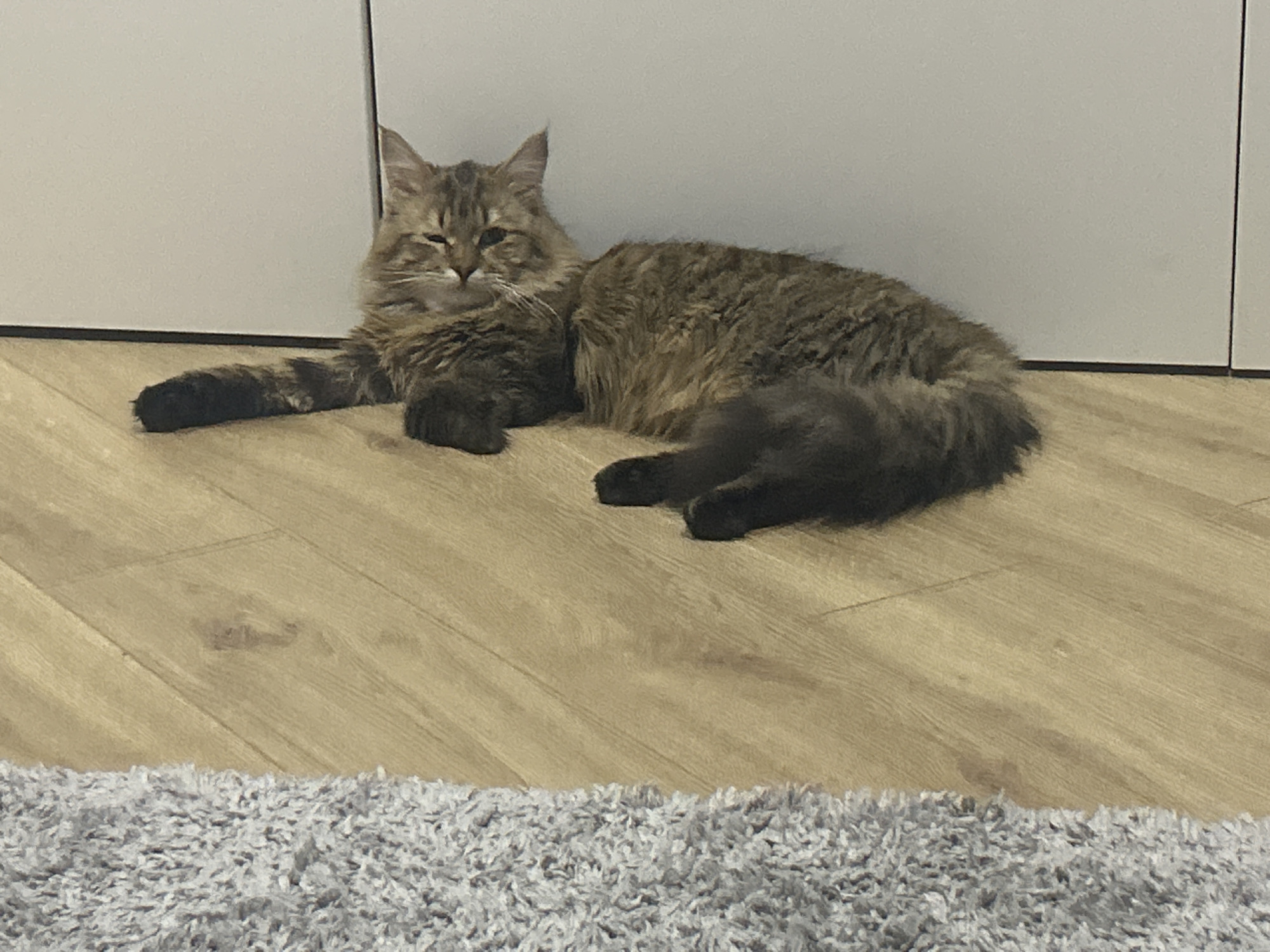 A medium-sized, fluffy, brown tabby cat lies on a light wood-laminate floor. It is positioned horizontally, with its head near the left side of the frame and its tail extending towards the right. The cat's front right paw is outstretched, while its other paws are tucked underneath its body. The cat's eyes are partially closed, suggesting it is relaxed or sleepy. In the background, there is a light grey or white wall, possibly a cabinet or a room divider. The bottom of the frame features a section of a grey shag rug. The scene is indoors. The location is not specified and is unknown.