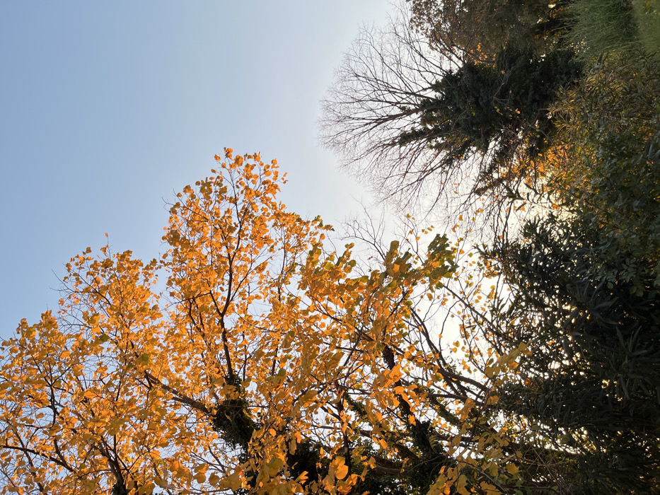 A low-angle shot reveals treetops against a pale blue sky. One tree displays golden autumn foliage, while another is bare with intricate branches. A third tree exhibits dense, dark green leaves, obscuring the light. Sunlight filters through the branches, creating a mix of shadows and highlights. The overall impression is one of an autumn day, with the transition from warmth to winter evident in the changing trees.