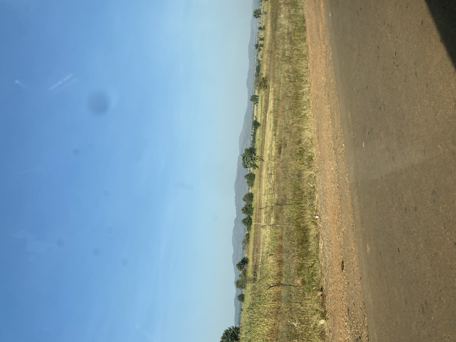 The image displays a rural landscape in Zankan, Nigeria, viewed from an elevated perspective, possibly through a vehicle window due to visible lens flares or smudges in the sky portion. The foreground features a dark grey asphalt road spanning the bottom, immediately bordered by a reddish-brown dirt and gravel shoulder. Beyond this, a wide expanse of open field dominates the midground. To the left, a section of tall, dense green and dried brown crops is visible, contrasting with the predominantly dry, yellowish-brown grass and sparse green vegetation covering the remainder of the field. Several individual trees are scattered across the field, and rudimentary wooden stakes or fencing appear in the left-mid section. The background presents a hazy range of low mountains or hills, appearing dark green-grey, stretching across the horizon. Above the landscape, a clear, bright blue sky with no clouds is visible. There are no people, animals, or man-made structures other than the road and distant potential fencing.