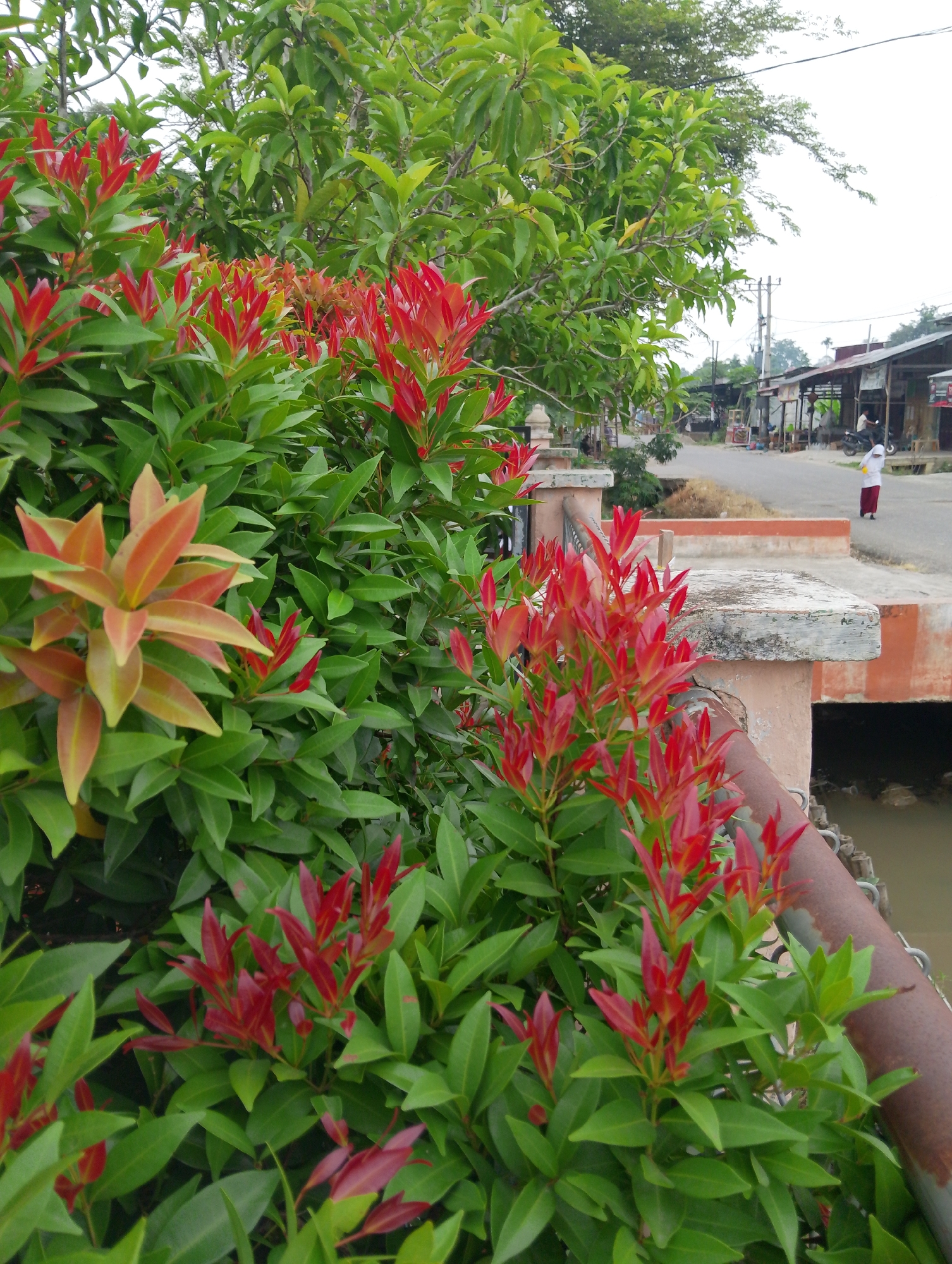 In the city of Keudejungkagajah, Indonesia, the foreground of the image is dominated by lush green foliage with vibrant red new growth from ornamental plants, possibly Photinia. These plants are positioned along a concrete railing that has a rusted metal pipe running along its top. Behind the railing, a body of water can be seen. Further in the background, a paved road is visible, with a few low-lying structures lining one side, suggesting a small commercial or residential area. A person, possibly a woman wearing a white top and red skirt or trousers, stands on the side of the road, facing away from the camera. Several motorcycles are parked near the structures. Overhead power lines are present, indicating the presence of utilities. The sky is overcast. The overall scene depicts a roadside environment with abundant vegetation.
