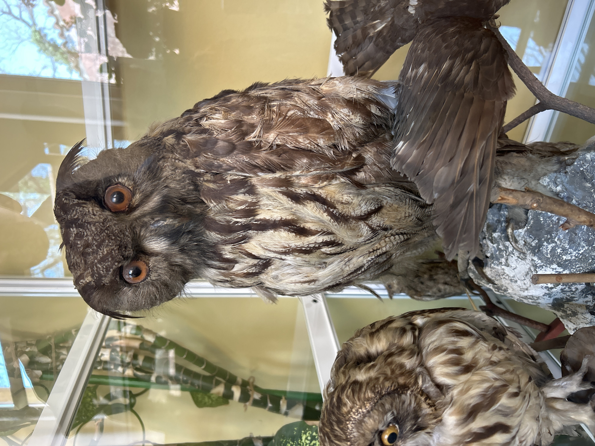 The image depicts taxidermied owls displayed in a glass case. There are at least three owls visible, positioned on artificial branches and rocks to mimic a natural habitat. The owls have brown and white feathers, with prominent ear tufts. One owl is prominently facing the camera, while others are partially obscured. The glass case reflects the surrounding environment, showing a blurred image of greenery and possibly a building exterior. The location is inferred to be in Plovdiv, Bulgaria, based on the broader context of the image being provided for analysis. There are no people visible in the scene.