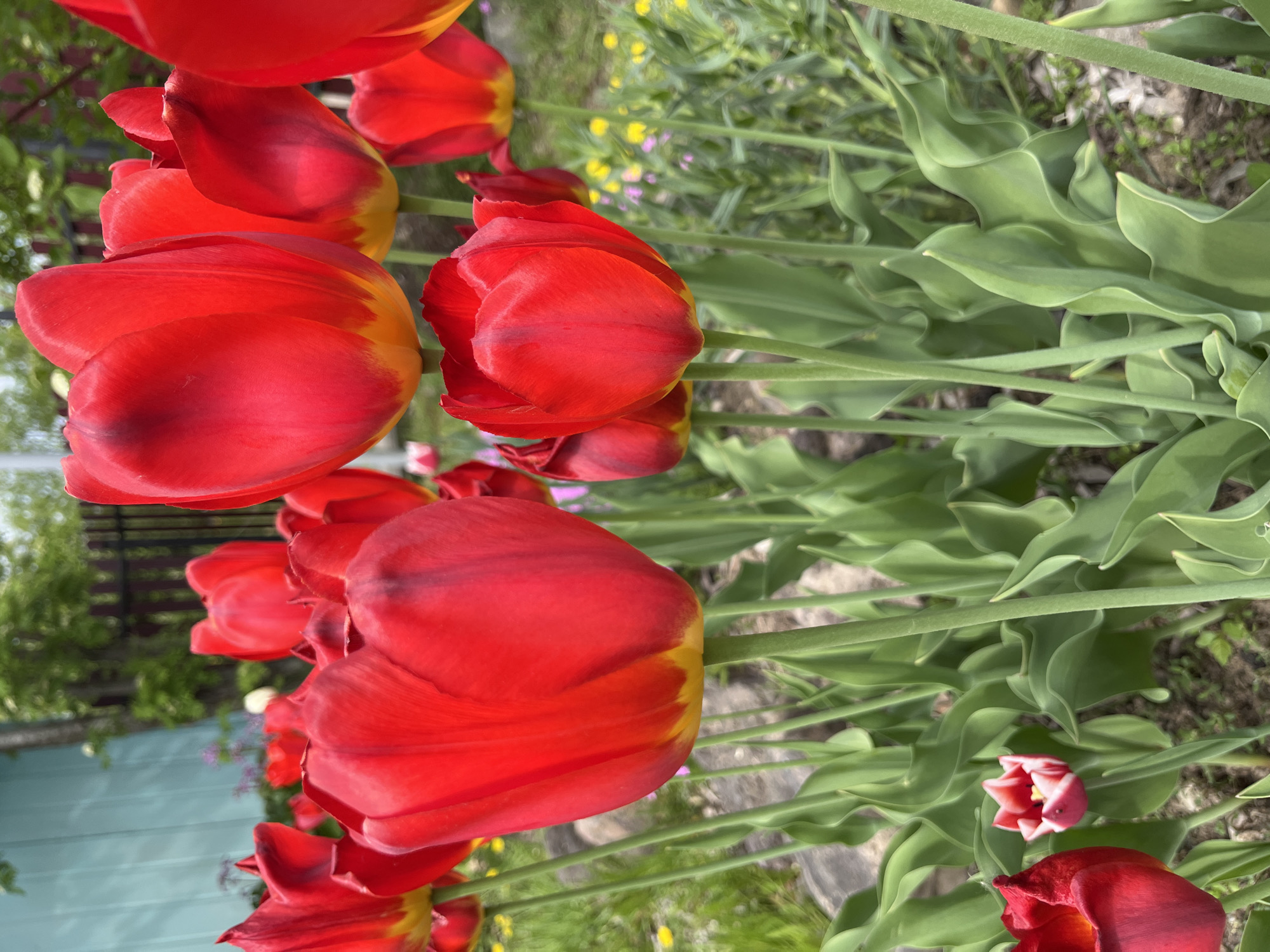 A close-up, slightly tilted, eye-level shot depicts a cluster of red tulips with yellow edges in an outdoor setting. The tulips are in full bloom, with green stems and leaves that fill the background. The ground is visible with some sparse vegetation and small yellow flowers. A fence can be seen in the background.