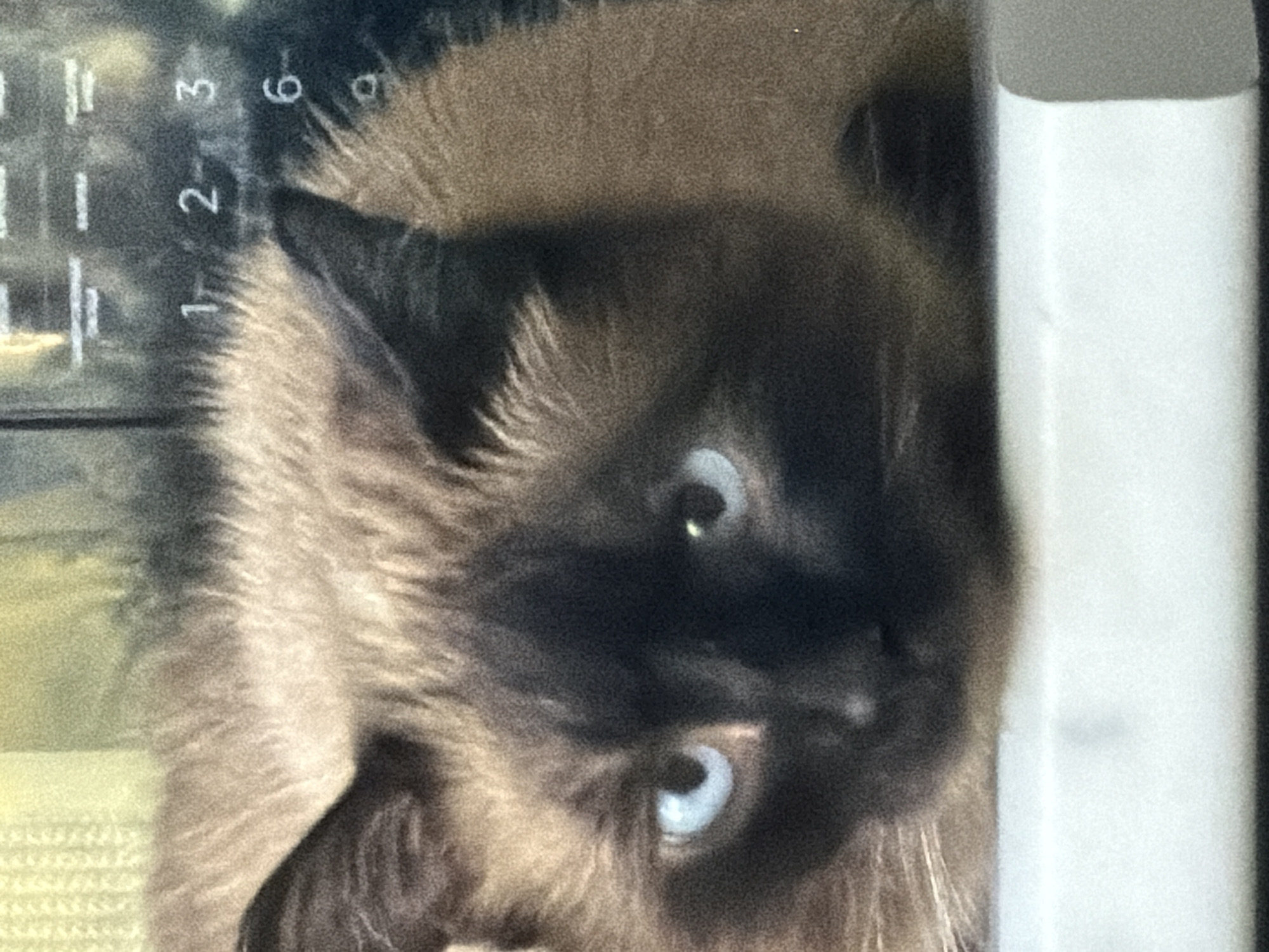A close-up, eye-level shot features a Siamese cat with light blue eyes and dark brown facial markings. The cat is positioned horizontally and its head is slightly tilted. The background is a blurry mix of yellow and green, with faint white horizontal lines and vertical bars visible on the right side, possibly indicating a digital display. The cat is resting on a white surface. There is no indication of the city of Япрыково, Russia, in the image.