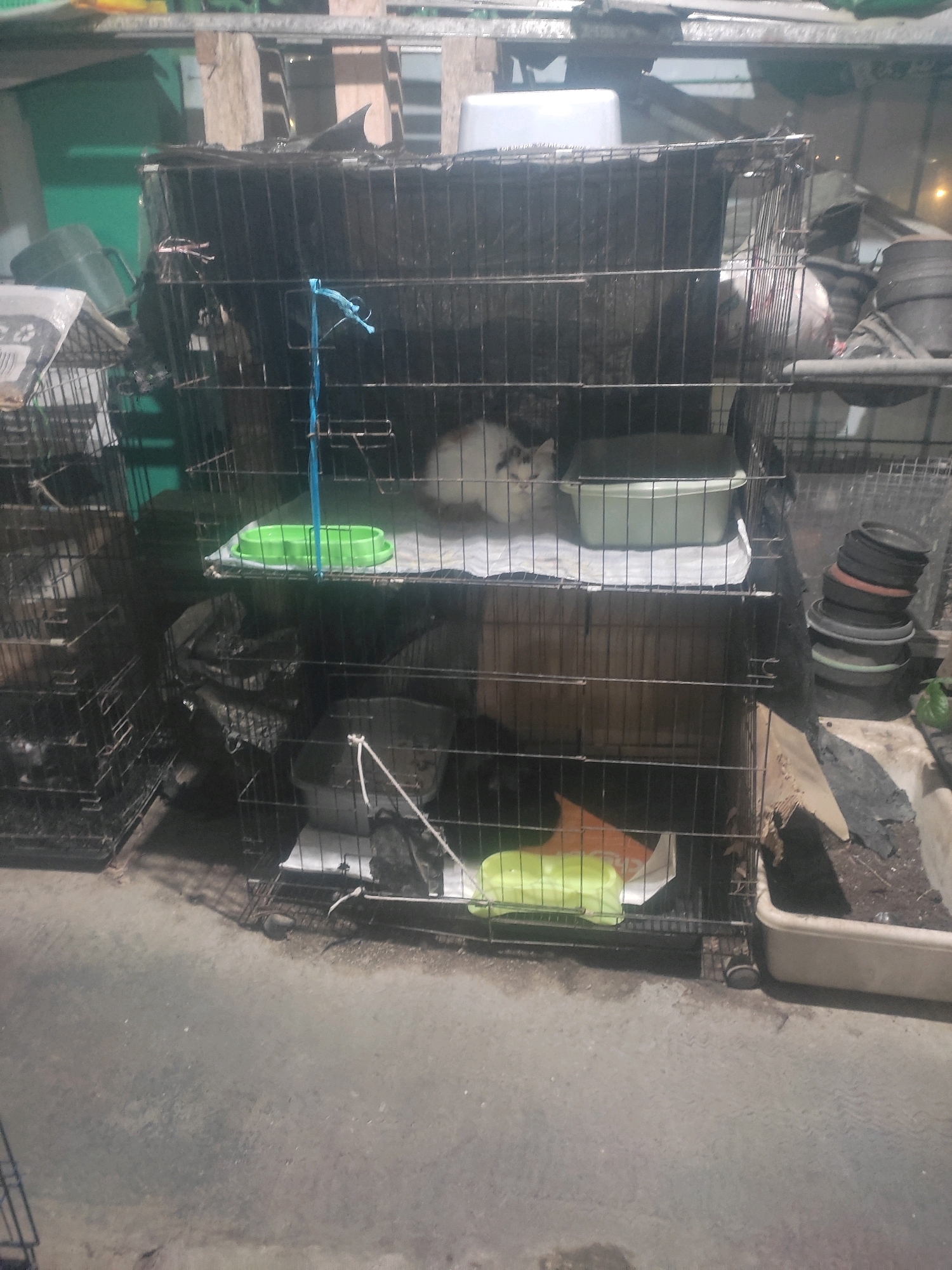 The image depicts a cluttered outdoor or semi-outdoor space, possibly a storage area or an animal shelter, with multiple stacked cages. In one of the cages, a white cat with black markings is visible lying on a white pad. A green food or water bowl is placed nearby on the same level. Another cage below contains what appears to be a brown bag and some bedding. A cat carrier or another cage is partially visible on the far left. In the background, there are stacks of items including black plastic containers and what looks like building materials. The ground is paved and appears wet in places, suggesting it is outdoors or in a location exposed to the elements. The overall impression is one of disarray and a utilitarian, possibly temporary, setup. The request for a specific location in Bogor, Indonesia, cannot be fulfilled as the image itself does not contain any identifying markers or context to establish this.