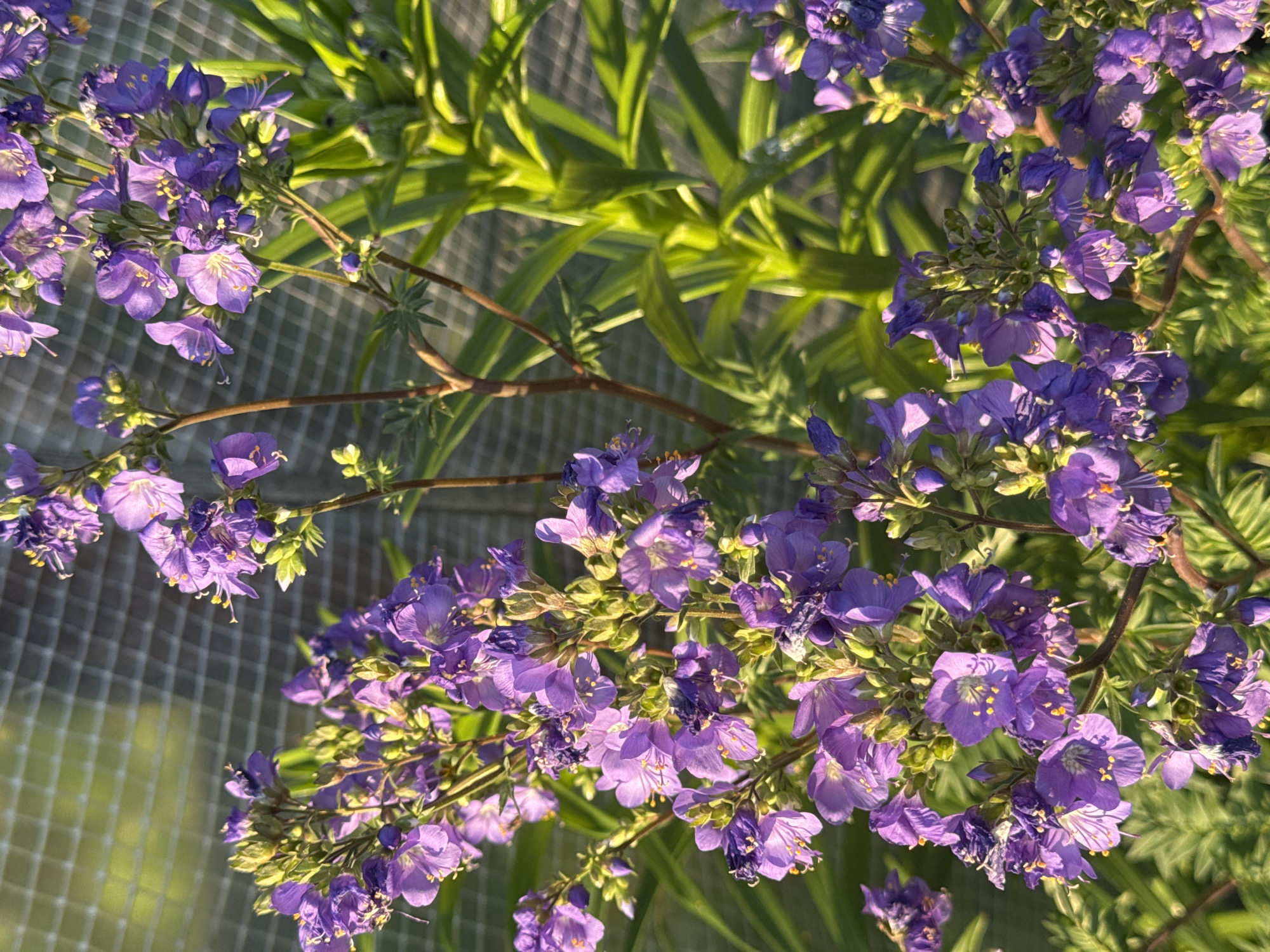 In Вассята, Russia, an image captures a cluster of vibrant purple flowers in full bloom. The flowers, with delicate petals and yellow stamen, are densely packed on thin, brown stems. Some of the flowers appear slightly wilted, while others are fresh and bright. Behind the flowers, a backdrop of lush green foliage is visible, catching the sunlight and creating a soft, blurred effect. A faint grid pattern, likely from a greenhouse or netting, is also present in the background, suggesting an outdoor cultivated environment. The lighting suggests it is a sunny day, with the sun's rays illuminating the flowers and leaves.
