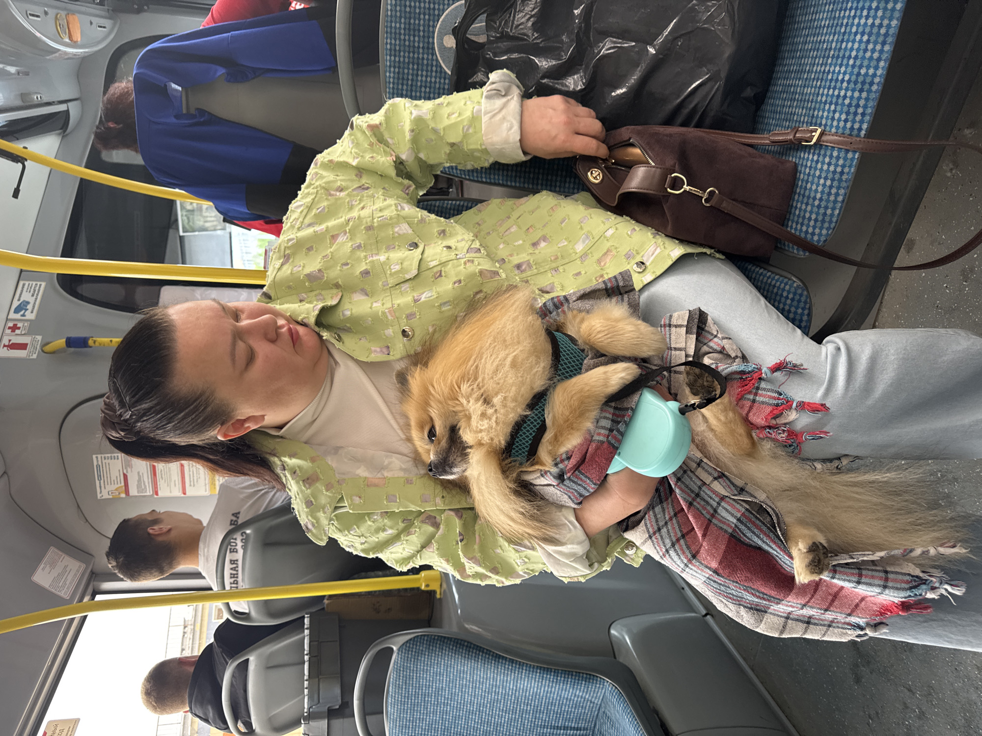 The image captures the interior of a public transport vehicle, likely a bus, where passengers are traveling during the daytime. In the foreground, a woman with dark hair, wearing a light green, textured jacket and light-colored pants, is holding a small, fluffy, light-brown dog, possibly a Pomeranian. The dog is wearing a blue harness and is partially covered by a plaid blanket or scarf, with a light blue leash dispenser visible in the woman's hand.
The woman appears to be resting or sleeping, with her eyes closed, holding the dog close. Her left hand rests near a brown handbag with gold accents placed on the seat beside her, where a black plastic bag is also visible. Other passengers are seated further back in the bus; one person in a blue jacket is across the aisle, and two individuals, including one in a white t-shirt with partially visible Cyrillic text on the back ("ВАЖНАЯ БО..." which means "IMPORTANT"), are in the background.
The bus interior features blue patterned seats, yellow horizontal handrails, and windows offering glimpses of the outside. Several signs are attached to the bus wall; one white sign shows Cyrillic text, and a red and white sign, possibly indicating a first aid or emergency point, is below a handrail. The scene suggests a calm moment of travel within a pet-friendly public transport setting in Kondratovo, Russia.