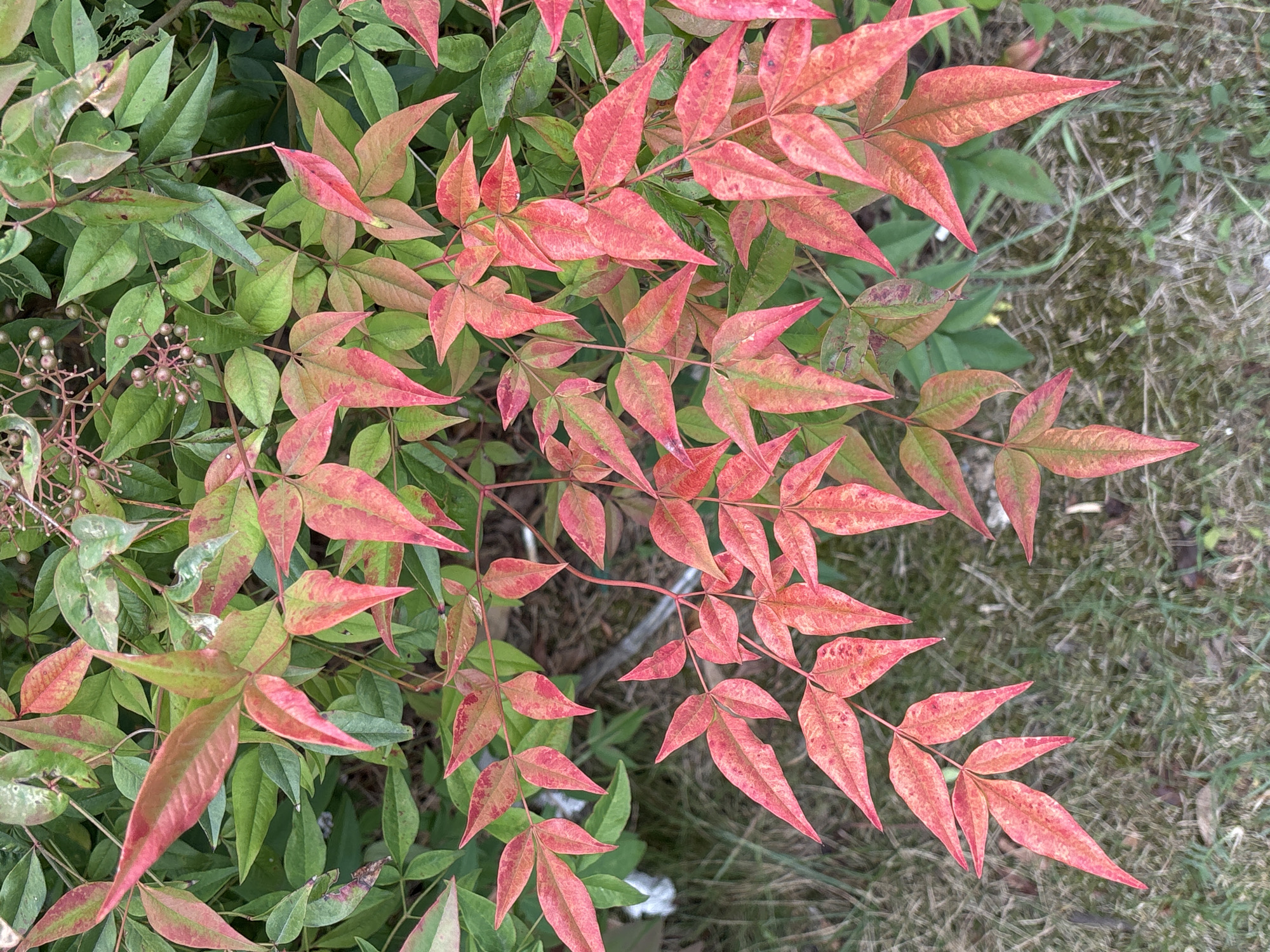 The image is a close-up, overhead shot of a plant with vibrant green and reddish-pink leaves. The leaves are compound, with multiple leaflets arranged along a central stem. Some leaves are entirely green, while others display a gradient of color from green to pink, particularly at the tips. Small, underdeveloped berry clusters are visible among the upper leaves. The plant is situated outdoors, with a background of dry grass and some out-of-focus green foliage. The scene is natural and appears to be in a garden or park setting. There are no people or animals present. The lighting suggests it is daytime, likely overcast or in shade, as there are no harsh shadows. The image does not provide any specific clues about the city of Sochi, Russia.