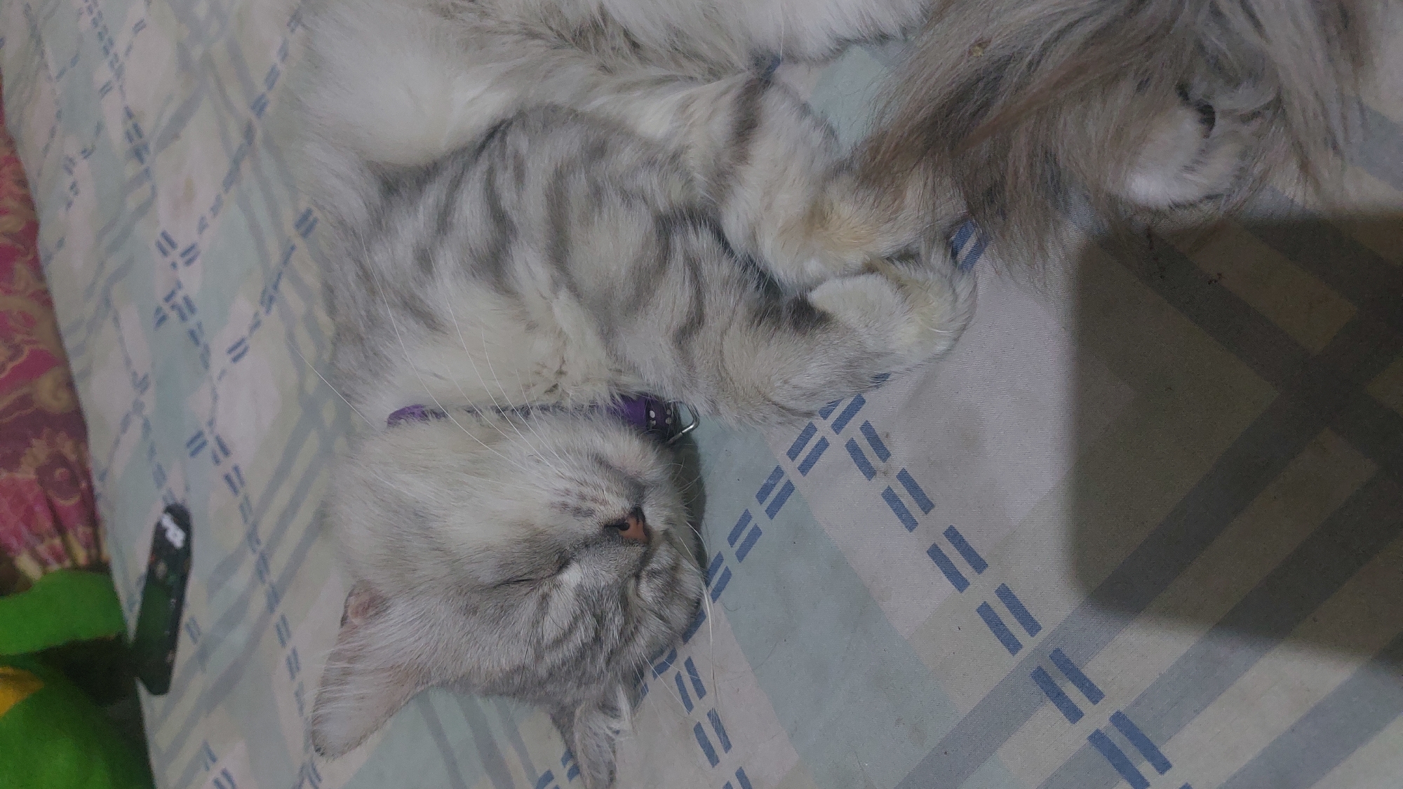 An adult, light gray tabby cat with long fur sleeps on a bed covered with a light blue and white checkered sheet. The cat is lying on its side with its eyes closed and its head resting on the bed. A thin, purple collar is visible around the cat's neck. The background shows a portion of a patterned bedspread and a blurred green object. The scene is indoors, likely in a bedroom.