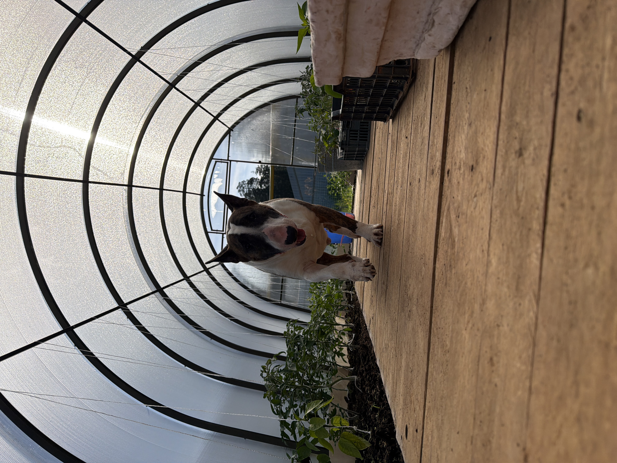 A lively Bull Terrier dog, white with brindle patches, is captured mid-stride or pose inside a greenhouse in Chaikovsky, Russia. The dog, facing forward with its mouth slightly open and tongue visible, occupies the lower right portion of the frame, positioned on a light brown wooden plank walkway. Its front paws are visible, while the rest of its body extends off-camera to the left.
The greenhouse features a prominent arched structure made of translucent, white, and slightly textured panels supported by dark, curving frames. Bright sunlight filters through the panels, creating a luminous interior and visible glare in some spots. Along the left side of the wooden walkway, a row of green plants, likely seedlings such as tomatoes or peppers, grows in dark soil. Some plants are contained in black crates or pots. Above these plants, thin white strings or wires stretch horizontally across the greenhouse interior, possibly for supporting growing plants. Stacked white rectangular containers are visible on the far right, above the wooden planks.
In the background, through an opening at the far end of the greenhouse and the translucent panels, an outdoor scene with trees and a bright sky is discernible, indicating daytime. The overall impression is one of a domestic animal enjoying a bright, functional agricultural space. No visible text is present.