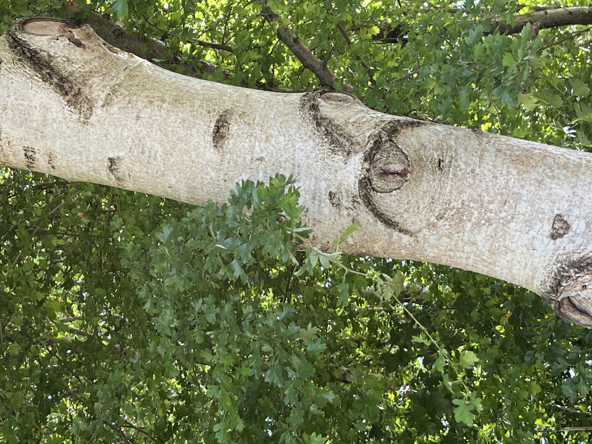 The image is a close-up of a tree trunk with a textured, light-colored bark, set against a backdrop of lush green foliage. The tree trunk is prominent in the foreground, with darker, rougher patches and a distinct knot or branch scar that resembles a frowning mouth. Above this, two dark marks on the bark are suggestive of eyes, contributing to a face-like appearance. The foliage behind the trunk is dense and vibrant green, with sunlight filtering through, creating dappled light effects. The scene appears to be in a natural outdoor environment, possibly a park or forest. No people or specific landmarks of Saint Vith, Belgium, are visible in the image.