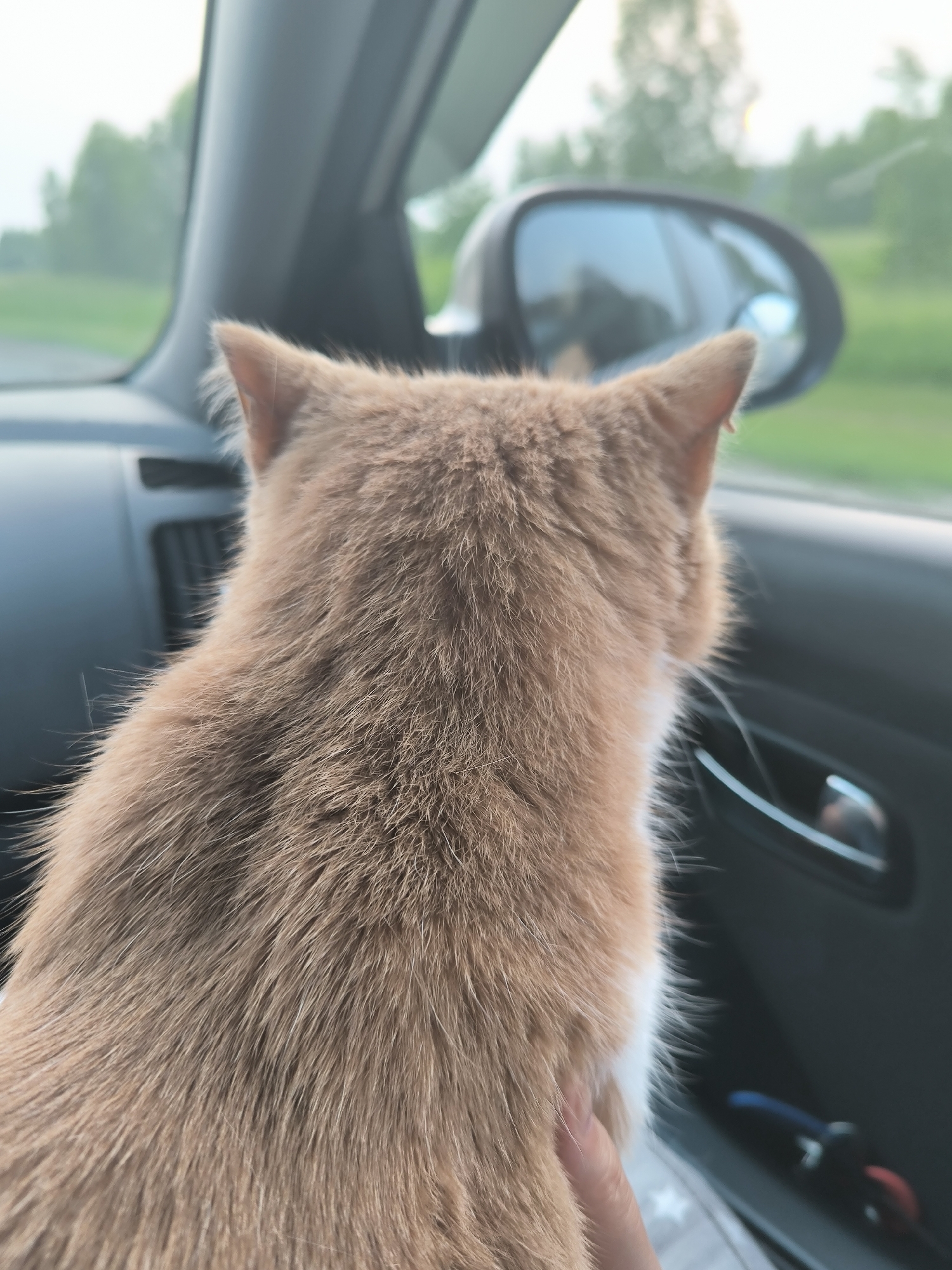 The image shows the back of an orange and white cat sitting in a car, looking out the window. The cat's fur is fluffy and appears soft. In the background, a side mirror is visible, reflecting the sky and some trees. The setting appears to be a car interior, with the car's dashboard and door panel visible. Outside the car, greenery and trees suggest a rural or suburban location, possibly a highway or country road. The lighting suggests it is daytime, likely late afternoon or early evening, as the sky is bright but with a soft glow. There is no visible text in the image. The cat appears calm and curious, engrossed in observing the passing scenery. The image captures a moment of a pet enjoying a car ride, a common activity for pet owners.