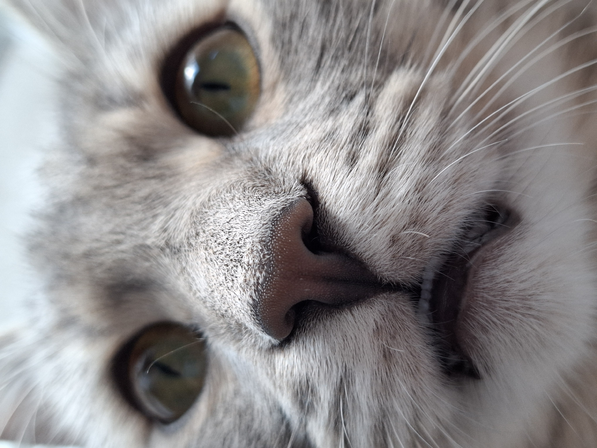 A very close-up, slightly tilted shot captures the face of a domestic cat, likely taken in Novi Sad, Serbia. The primary subject is the cat's face, dominated by its features. Its fur is a mix of grey and white, displaying tabby-like patterns around the eyes and nose. The cat has striking green or hazel eyes with visible vertical pupils, reflecting a soft light source. Its pinkish-brown nose, textured with small bumps, is prominent in the center of the frame. One side of the cat's mouth is slightly open, revealing a glimpse of its teeth and the inside of its mouth. Long white whiskers fan out from its muzzle. The perspective is an extreme close-up, focusing intensely on the cat's eyes, nose, and mouth, with parts of its head extending out of the frame. The background is softly blurred, appearing light grey or white, suggesting an indoor setting. The lighting is soft and even, highlighting the texture of the fur and the moistness of the nose. There is no visible activity beyond the cat looking towards the camera. The cat appears calm, alert, and possibly curious. No text is visible in the image.