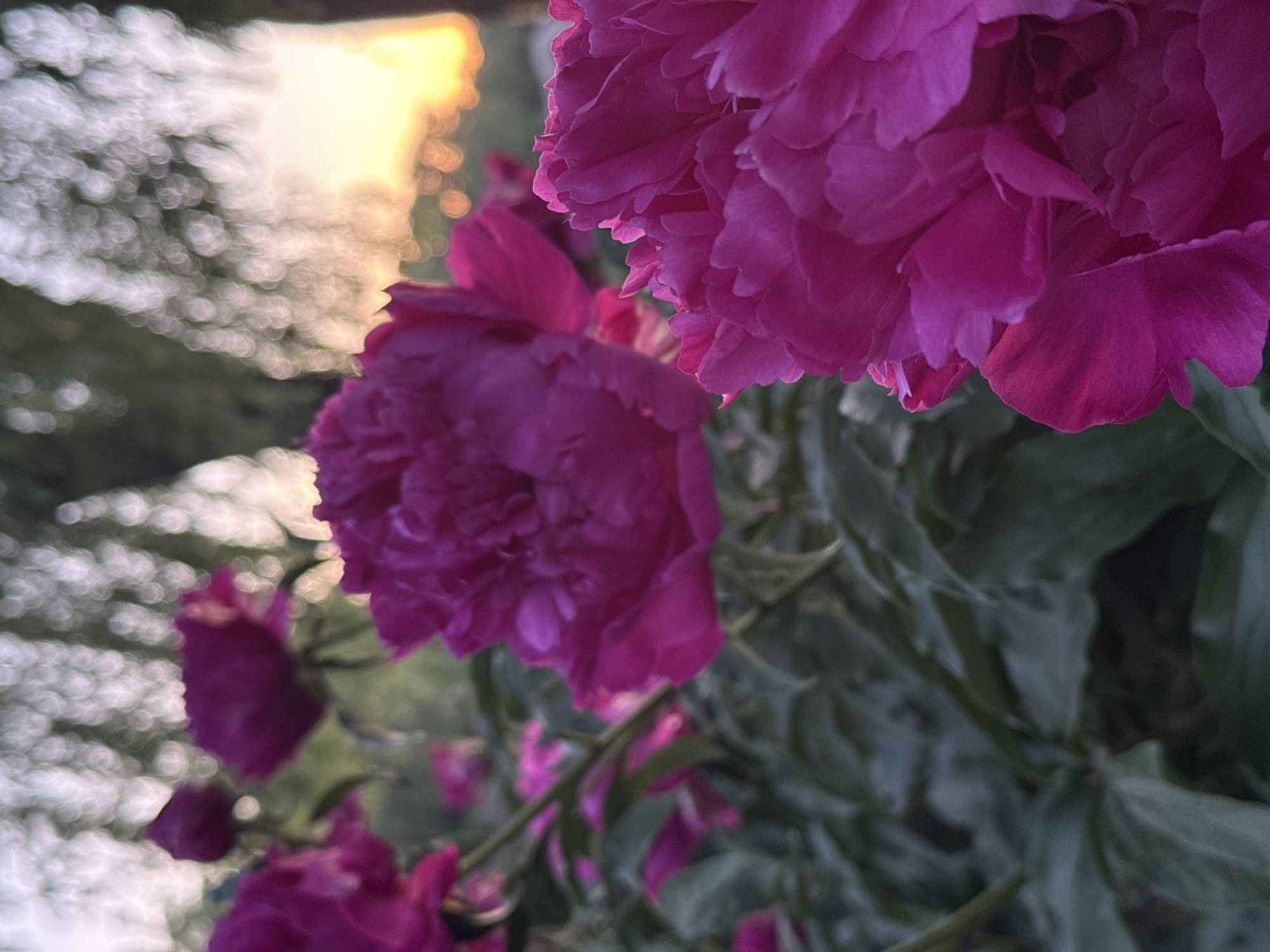 The image shows a close-up of pink peony flowers, with several blooms in various stages of opening. The background is blurry, but suggests foliage and possibly a distant light source.