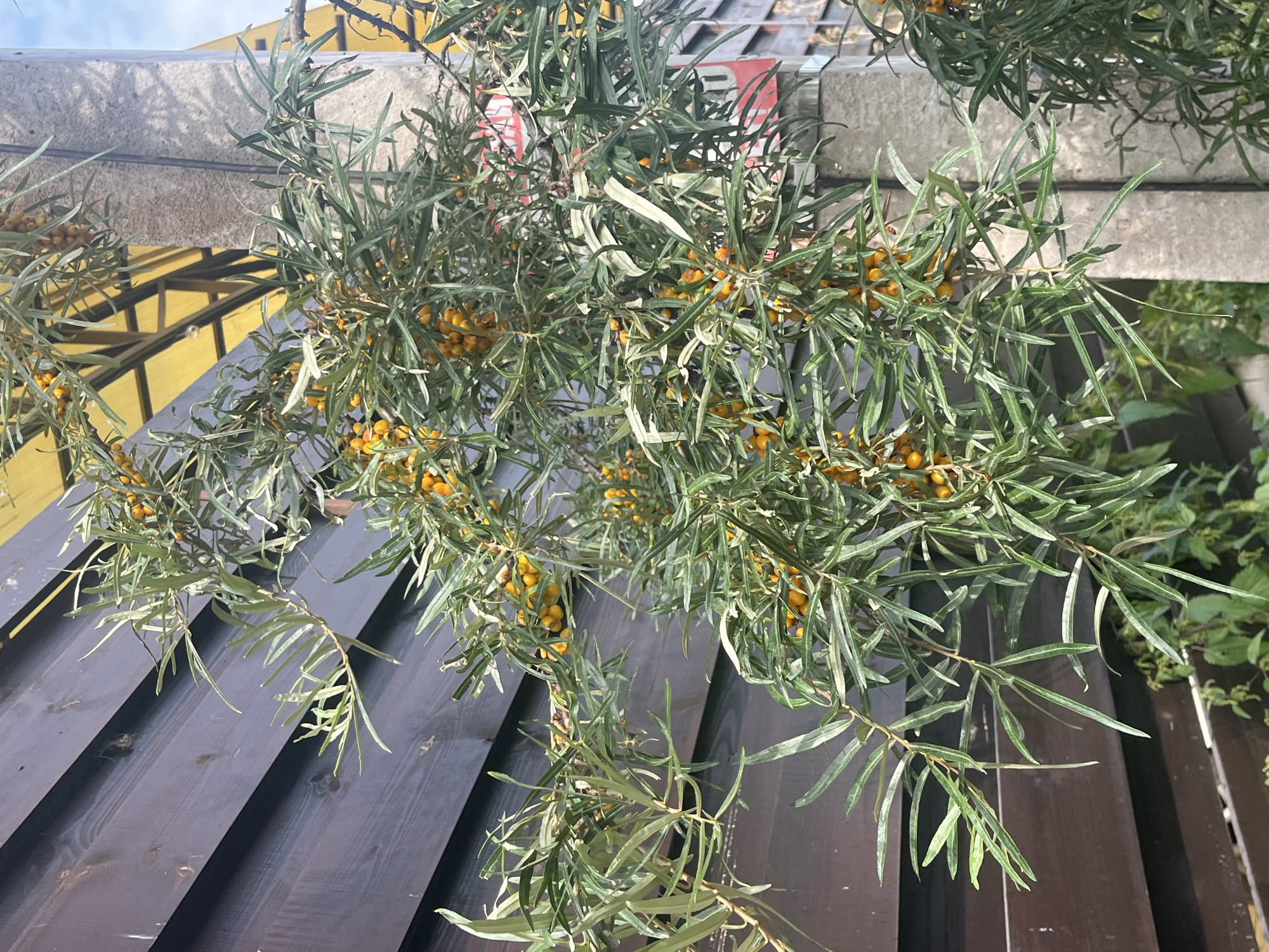 A close-up, vertical shot captures a dense branch of sea buckthorn (Hippophae rhamnoides) laden with small, orange berries. The branches are covered with long, narrow, silvery-green leaves. The background consists of a dark brown wooden fence on the left and a concrete post and a yellow awning on the right. In the lower portion of the image, some green undergrowth is visible. The scene appears to be outdoors, possibly in a garden or yard setting in Vladimirovka, Russia, given the presence of sea buckthorn, a common plant in the region. The lighting suggests daylight. There are no people or animals visible in the frame.