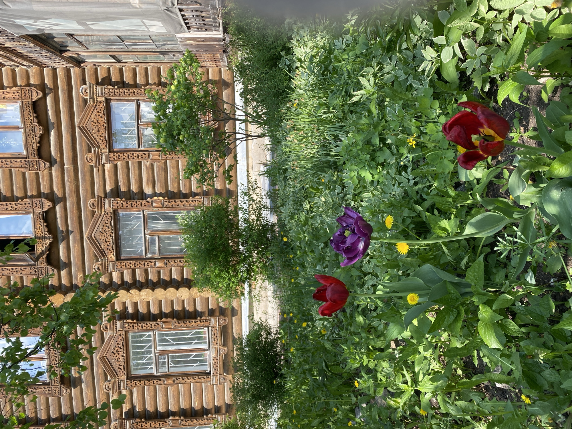The image depicts a traditional wooden house in Yekaterinburg, Russia. The house features intricate carved window frames and log construction. In the foreground, there is a flowerbed with red, purple, and yellow tulips, interspersed with green foliage. The building is several stories tall.