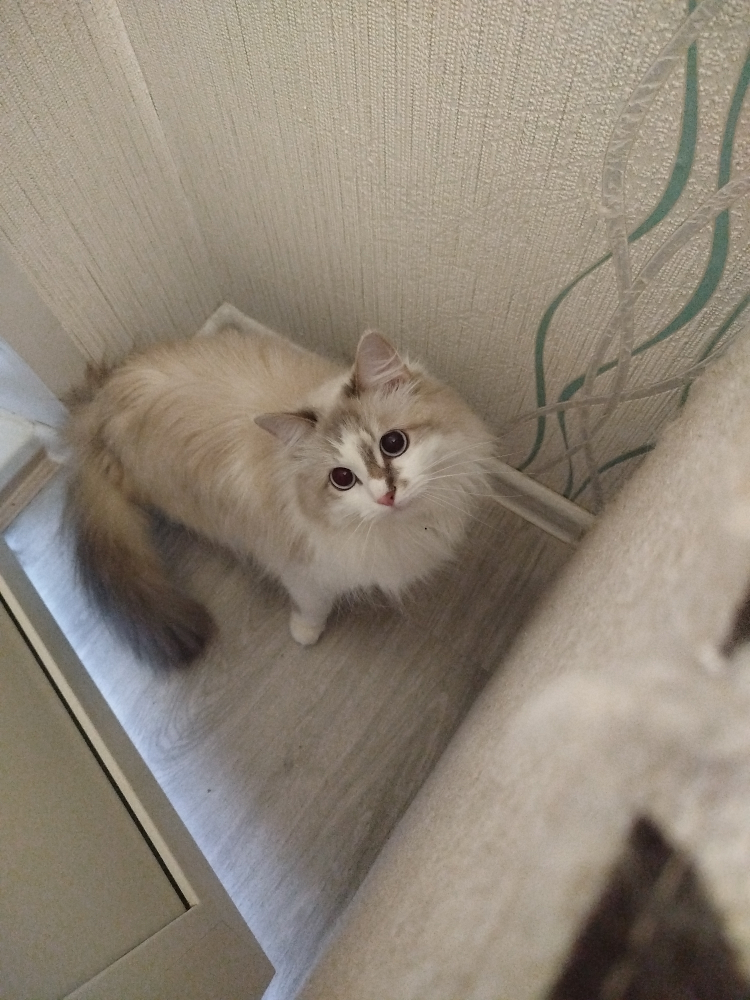 An overhead, high-angle interior photograph depicts a domestic cat standing on a light-colored laminate floor. The cat, exhibiting a colorpoint pattern, has creamy-white fur on its body and darker brown-grey fur on its ears, tail, and facial mask, which includes distinct dark markings around its eyes and nose. Its eyes display large, dark, reflective pupils as it gazes directly upwards towards the camera. The cat's fluffy, dark brown-grey tail extends to its left. To the immediate left of the cat, a light-grey piece of furniture with a thin dark edge forms a vertical boundary. The background features two walls meeting at a corner, both covered in light beige, finely textured wallpaper. The right wall displays a decorative element consisting of wavy teal lines beneath transparent, tubular plastic components. A large, light-colored, textured object, consistent with a carpeted cat tree or rolled rug, occupies the lower right foreground. The scene is brightly and evenly illuminated.