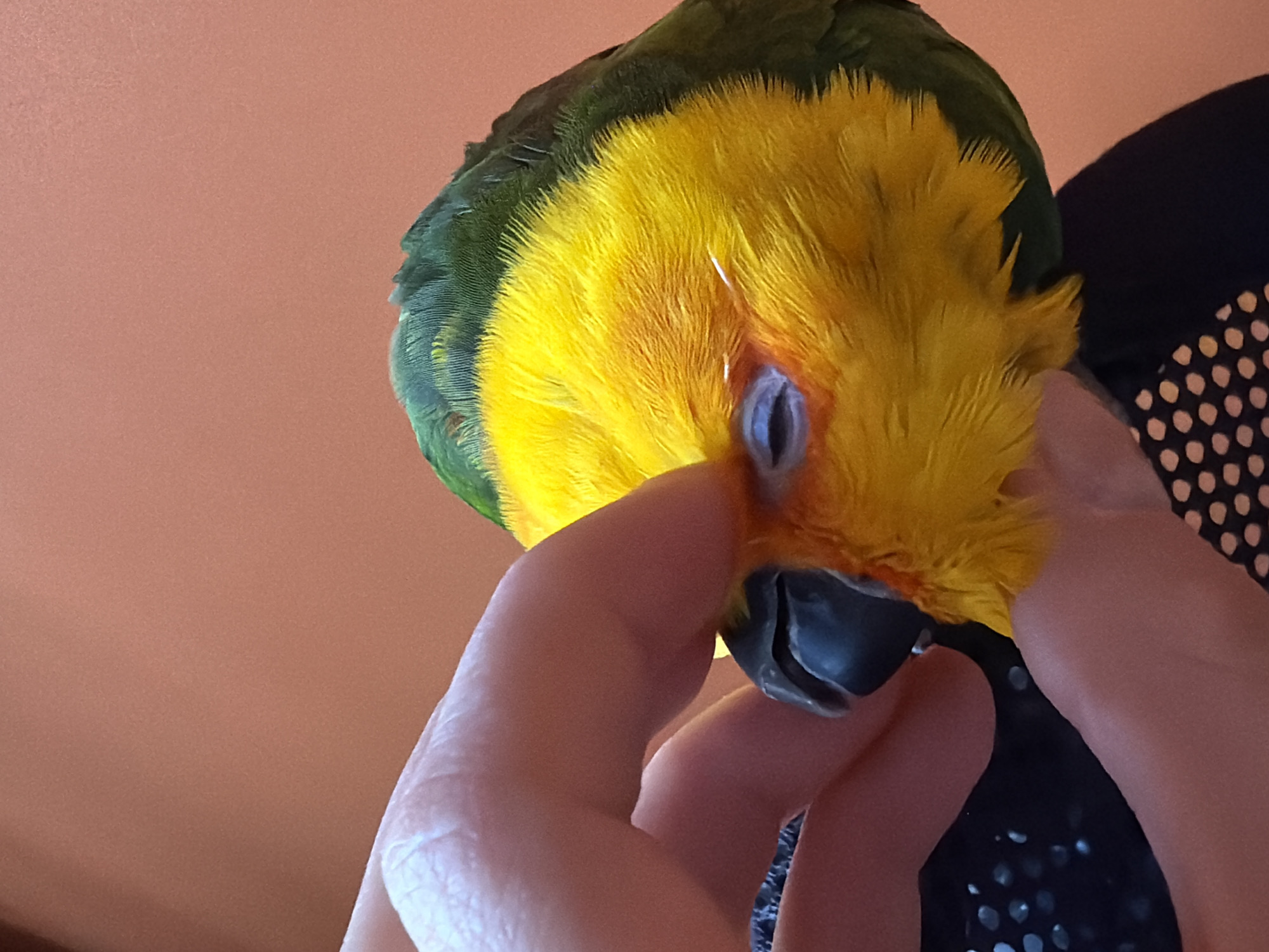 A close-up, eye-level shot shows a person's hand gently touching the closed eye of a Sun Conure parrot. The parrot's head is mostly yellow with some green feathers visible on its head and upper back. The parrot's beak is dark gray and appears to be slightly open. The background is a solid, muted orange color. The parrot is being held against what appears to be a black fabric with a white polka dot pattern. No specific location in the city of Khimki, Russia, can be identified from the image.