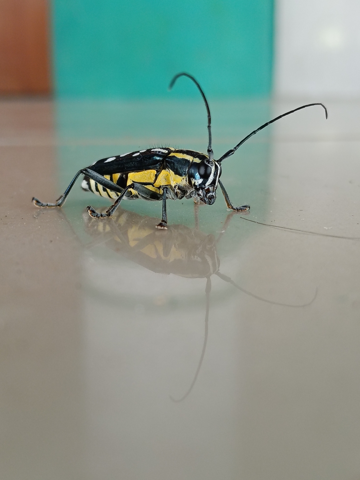 A close-up shot shows a black and yellow insect with long antennae standing on a glossy surface. The insect is positioned in the center of the frame, its reflection visible below. The background consists of a blurred combination of turquoise and white, possibly a wall or similar flat surface. The insect exhibits detailed markings, including stripes and spots. The glossy surface suggests a tiled or polished floor. The image does not depict people, specific actions, or detailed environmental context beyond the immediate surroundings. It is not possible to determine the exact location in Lhokseumawe, Indonesia, from the given image.