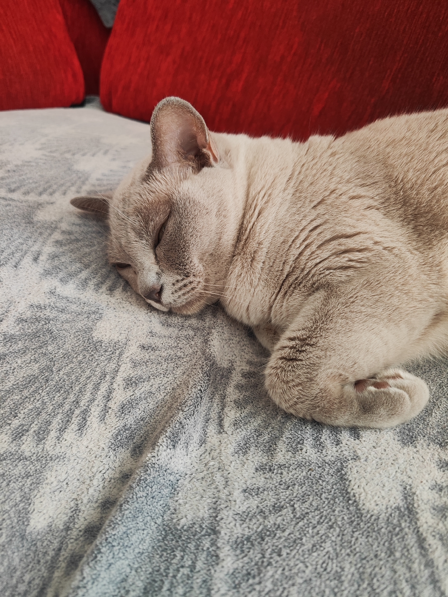 A light brown Burmese cat is sleeping peacefully on a textured gray blanket. The cat is curled up, with its eyes closed and its head resting on its paws. In the background, two red pillows are visible, suggesting the cat is on a couch or bed. The scene is well-lit and the focus is on the sleeping cat. There is no discernible information about the location in Gvardeysk, Russia.