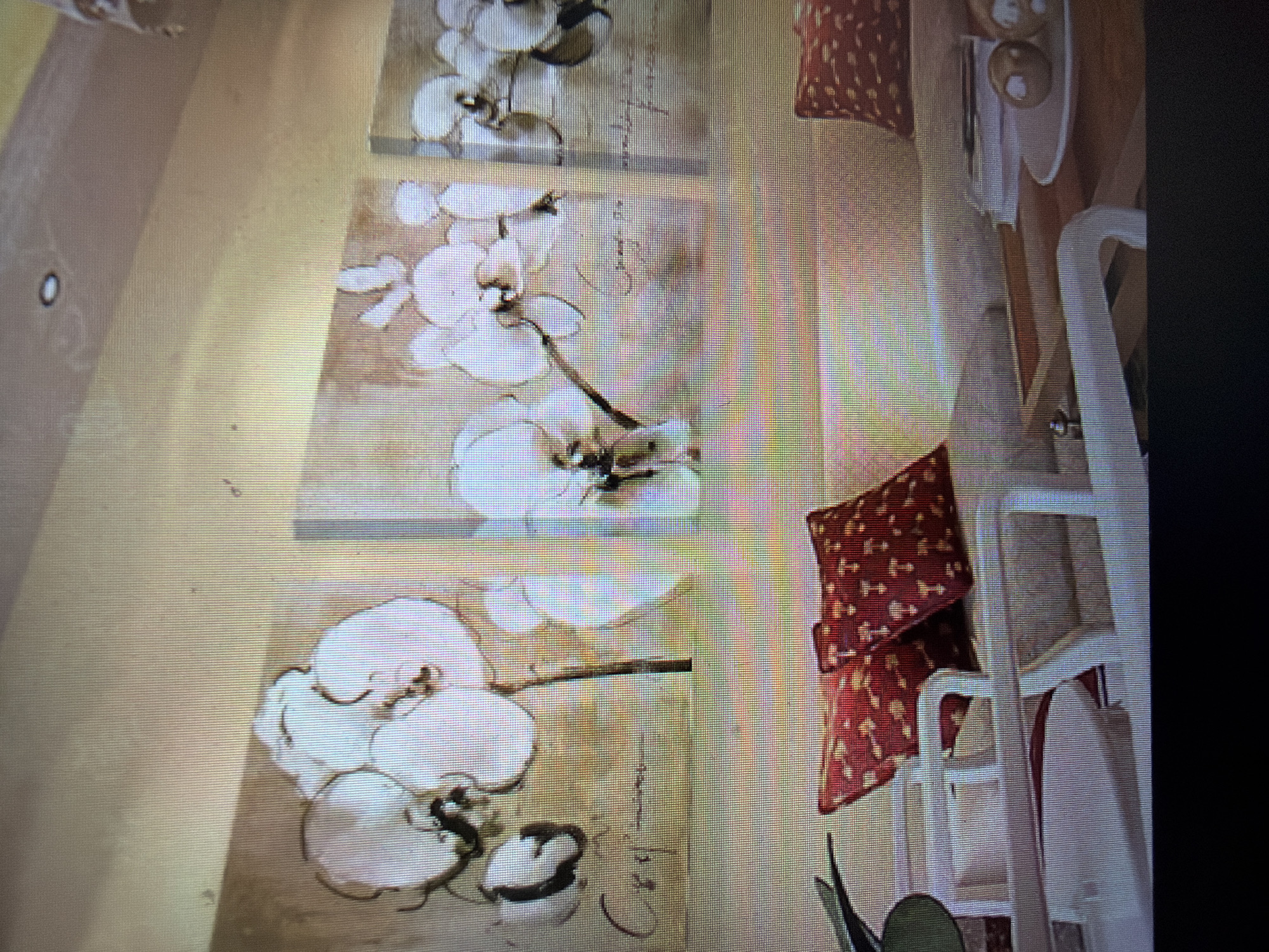 The image shows a close-up of a wall decorated with a triptych of orchid paintings. The paintings are in muted tones of beige and white, with delicate strokes depicting orchid blooms and stems. Below the paintings, a light-colored sofa or bench is visible, adorned with two red throw pillows featuring a repeating pattern of small, light-colored shapes. A portion of a dark green plant is present on the left side of the frame. On the right side, a wooden table or surface holds a stack of books, a white plate with two decorative spheres, and what appears to be a small wooden tray. The lighting suggests an indoor setting, likely a living room or decorative space. The overall impression is one of calm and understated elegance.