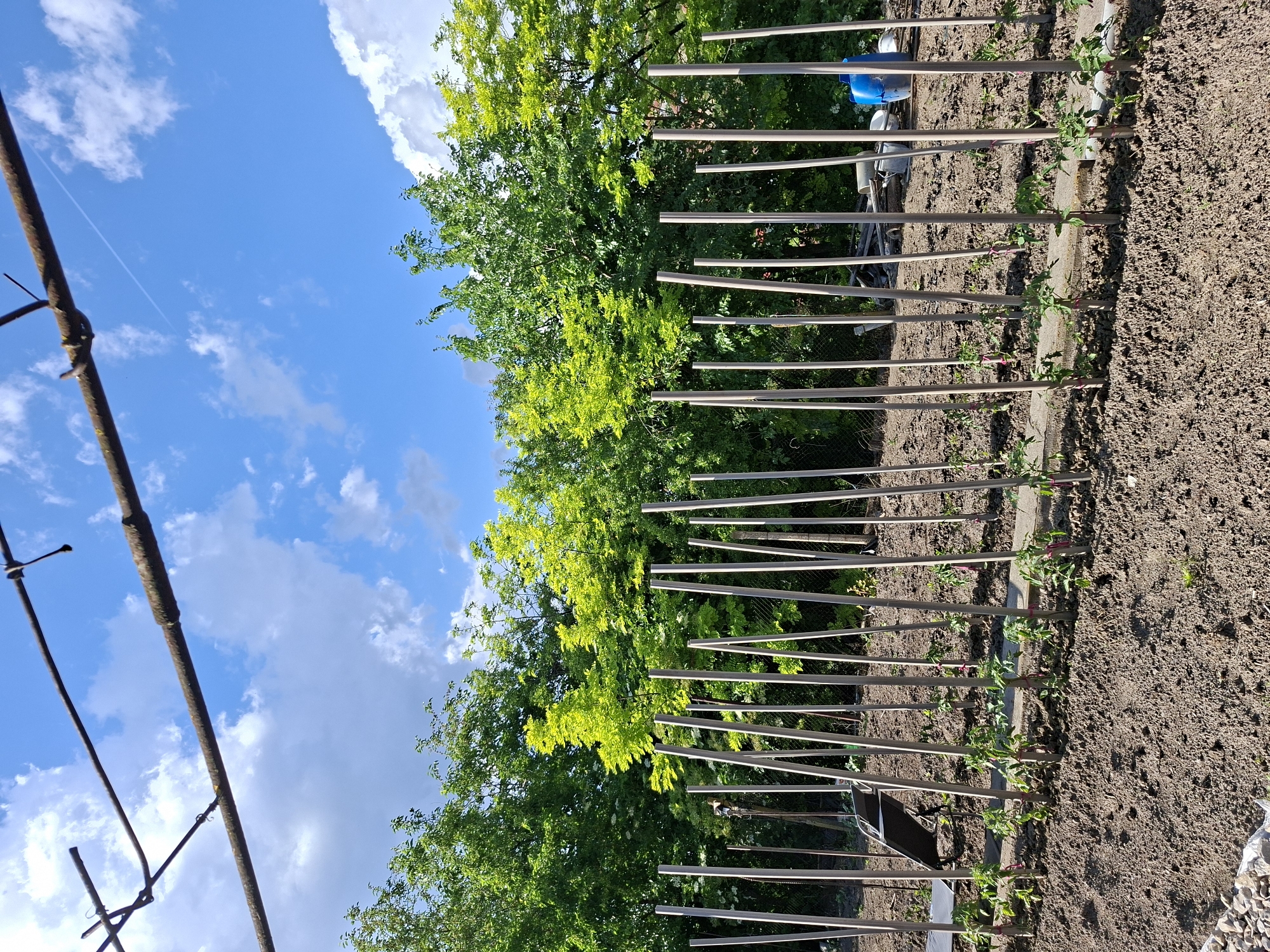 The image depicts a garden in Bojuritsa, Bulgaria. A row of young tomato plants are tied to wooden stakes, bordered by a concrete edge on one side and tilled soil on the other. Behind the stakes, a lush green tree fills the frame. In the background, a blue sky with scattered clouds is visible. In the left foreground, a rusted metal structure, possibly part of a greenhouse or trellis, is present.