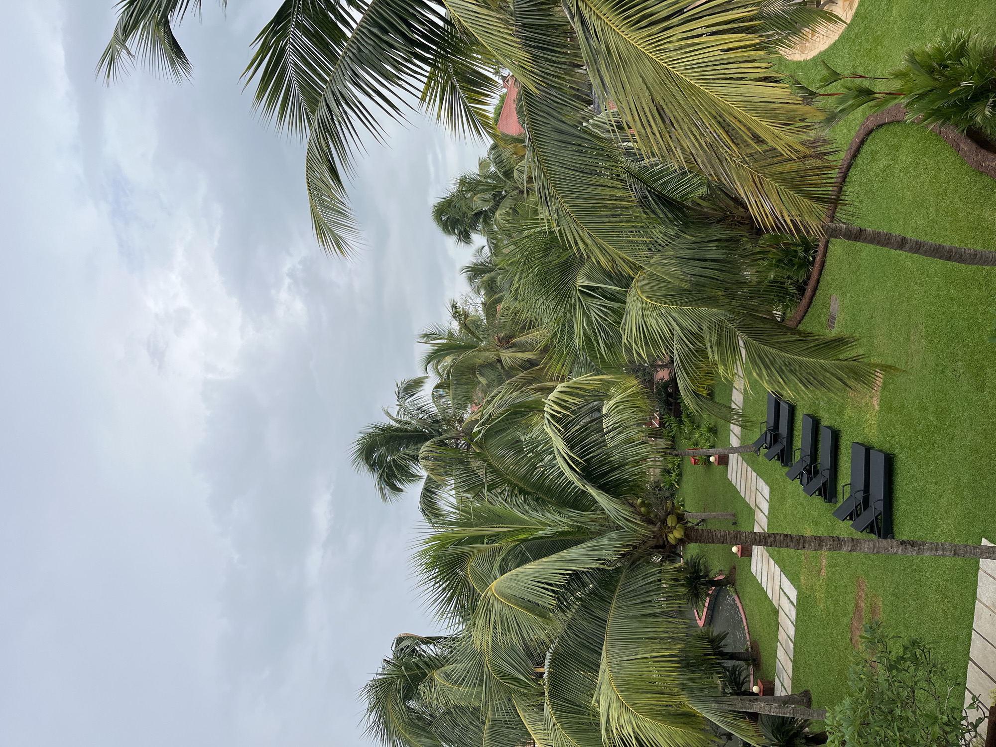 The image depicts an outdoor scene at a resort in Fatrade, India. In the foreground and midground, numerous palm trees with lush green fronds dominate the view, with some of their leaves extending to the edges of the frame. The sky above is overcast with a pale, grayish hue.
Below the palm trees, a well-maintained lawn is visible. Several black lounge chairs are arranged in a row on the grass. A pathway made of large, square stone tiles leads across the lawn. In the background, glimpses of red-tiled rooftops of buildings can be seen peeking through the foliage, suggesting resort accommodations. A small water feature, possibly a pond or a decorative pool with a curved edge, is situated to the left of the lawn. The overall impression is that of a tropical resort environment, likely designed for relaxation. There are no people visible in the image.