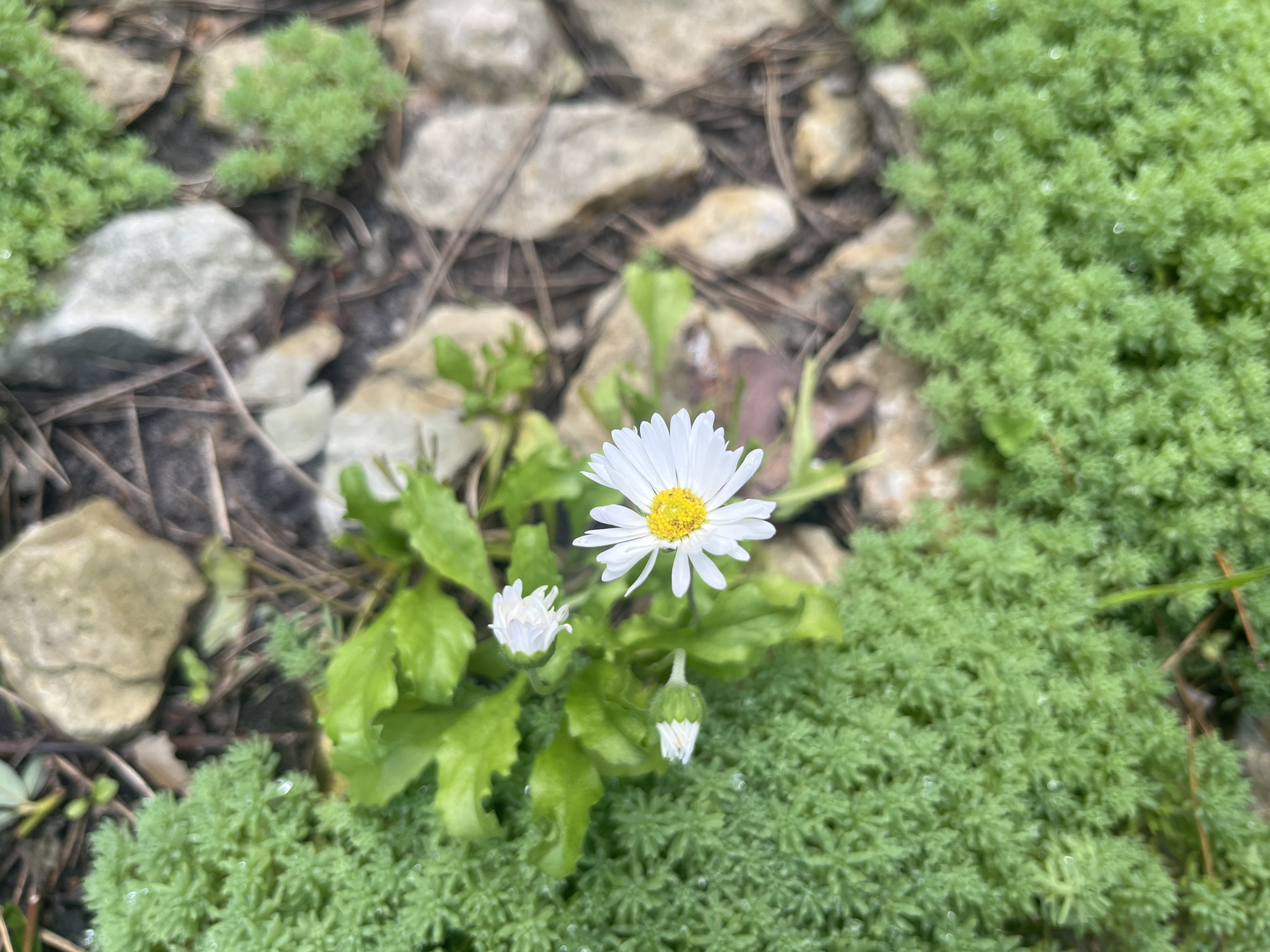 A close-up, top-down shot captures a cluster of white daisies with yellow centers, some in full bloom and others as closed buds, nestled amongst vibrant green, low-lying foliage. The background features a scattering of light-colored stones and dry twigs, suggesting an outdoor setting in a garden or natural area. The image quality is slightly soft, with a shallow depth of field that blurs the background elements. There are no people or animals visible in the frame, and no obvious signs of human activity beyond the planting of the flowers and greenery. The scene appears serene and undisturbed. The metadata for this image indicates it was captured in Starozhivotinnoe, Russia.