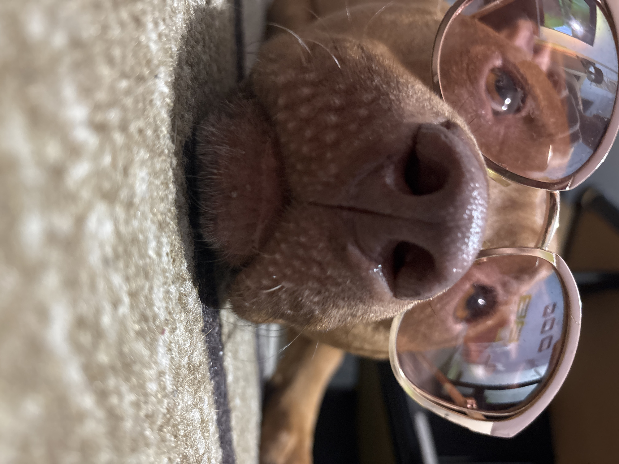 A close-up, slightly off-kilter shot shows a tan-colored dog wearing pink-tinted sunglasses. The dog's nose is prominently displayed in the foreground, with the nostrils clearly visible. The sunglasses are placed on the dog's face, and one eye is visible behind the lens. The reflection in the sunglasses shows a partial view of an indoor scene, possibly a room with furniture. A patterned rug or carpet is visible to the left of the dog. There is no information in the image that relates to the city of Sofia, Bulgaria.