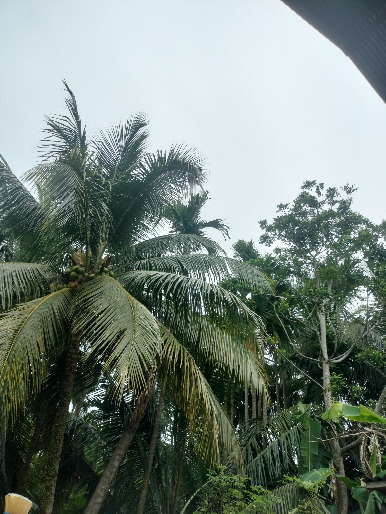 The image depicts a cluster of palm trees, some bearing coconuts, against an overcast sky. A portion of a dark, corrugated roof is visible in the upper right corner. In the background, a tall tree with dense green foliage stands amidst the palm fronds. The scene is indicative of a natural, possibly rural or semi-urban, environment, consistent with areas like Blangseureukuy, Indonesia, known for its tropical flora. There are no people or discernible actions captured in the frame.