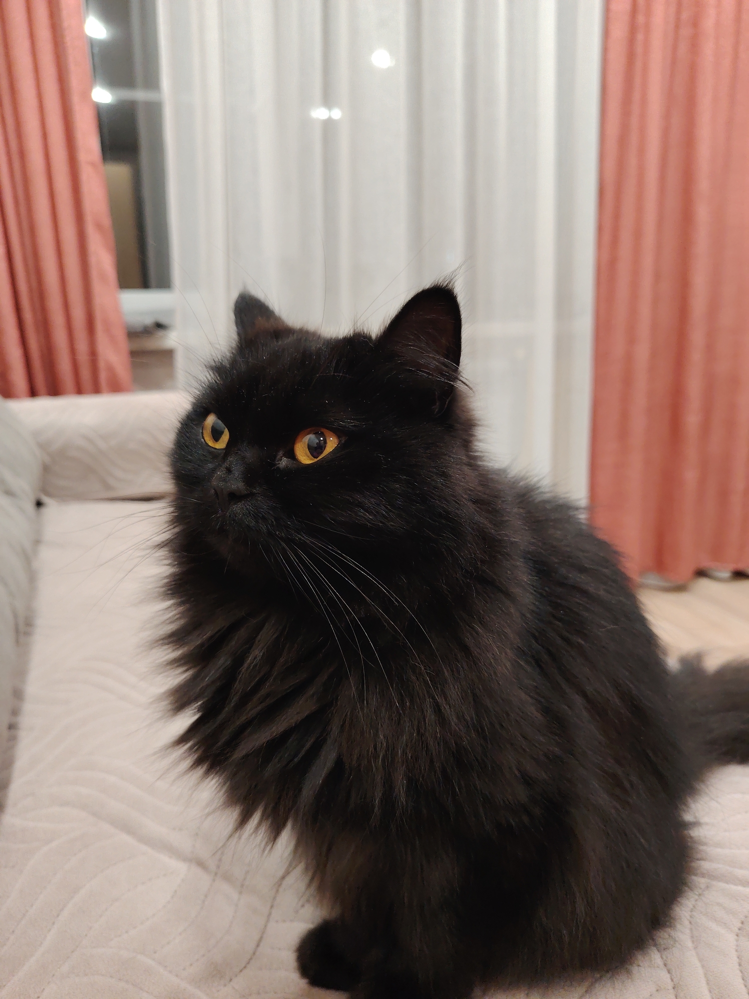 A medium, indoor shot shows a black, long-haired cat with amber eyes sitting on a beige sofa. The cat is looking to the left of the frame. The background includes curtains of two different colors, peach and white. The scene appears to be in a residential setting. The location is Unknown, Unknown.
