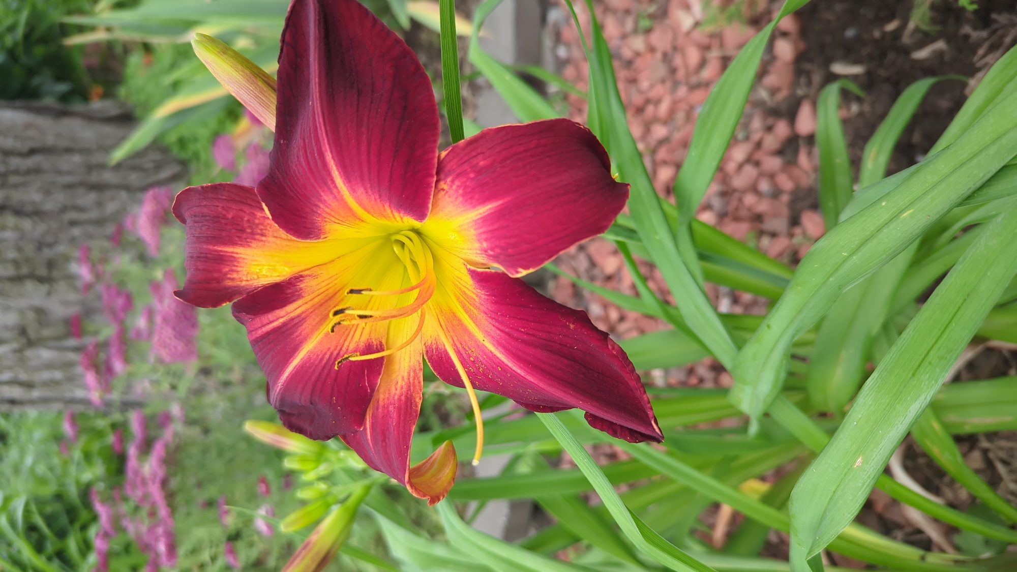 A close-up, eye-level shot focuses on a vibrant, burgundy and yellow daylily in bloom. The flower's petals are a deep burgundy on the outer edges, transitioning to a bright yellow towards the center, where the stamens are clearly visible. The flower is surrounded by lush, green foliage. In the background, out of focus, are a mature tree trunk, more green foliage, and a patch of small, pink flowers. The ground beneath the flower appears to be covered with reddish-brown mulch or gravel. The scene depicts a garden setting, likely a residential or public garden, common in neighborhoods across Montreal, Canada. No people or specific actions are depicted.