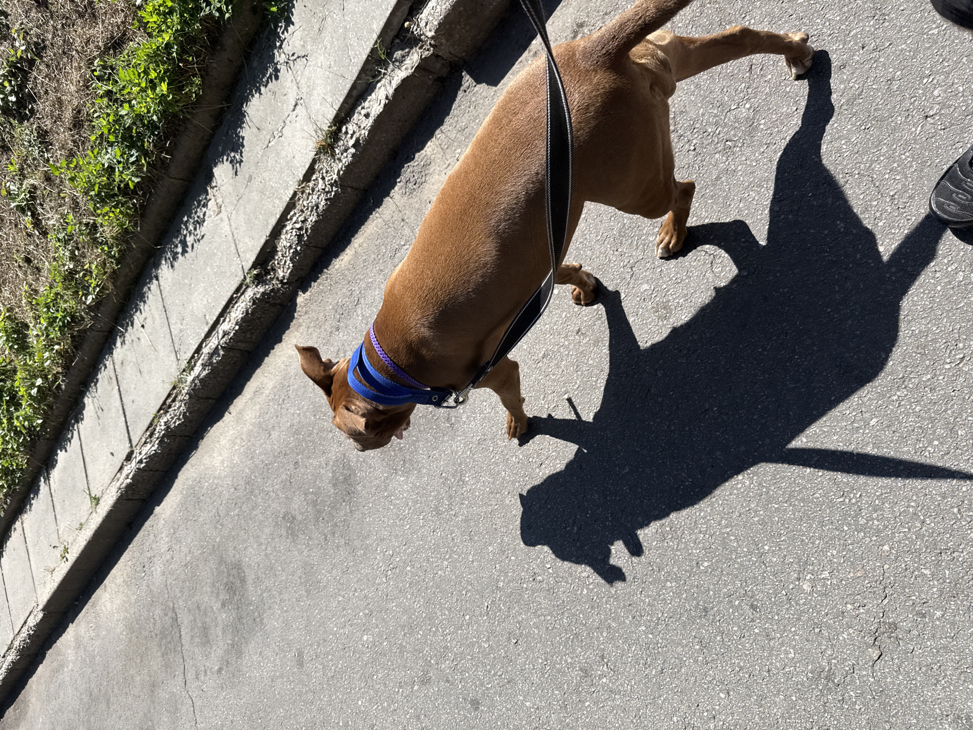 A brown dog on a leash walks on an asphalt street next to a sidewalk with greenery. The dog wears a blue collar with purple accents. A long shadow of the dog is cast on the street. The scene appears to be in a city, possibly Zaporizhzhia, Ukraine, given the architecture and vegetation.